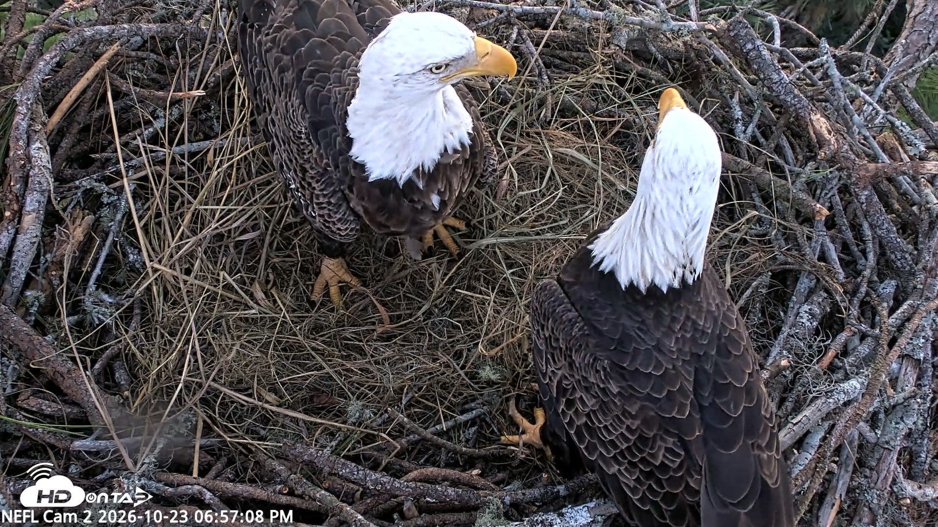 Snapshot of NE Florida Eagles Live Webcam taken Oct 23, 2026, 6:58pm EDT