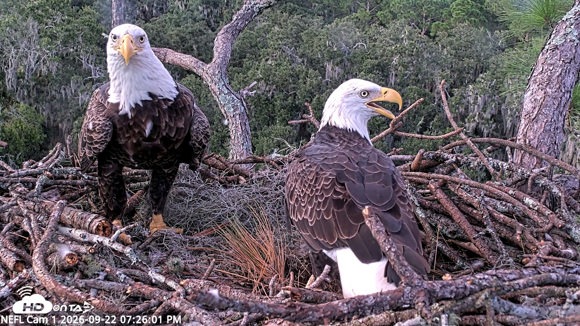 Snapshot of NE Florida Eagles Live Webcam taken Sep 22, 2026, 7:26pm EDT