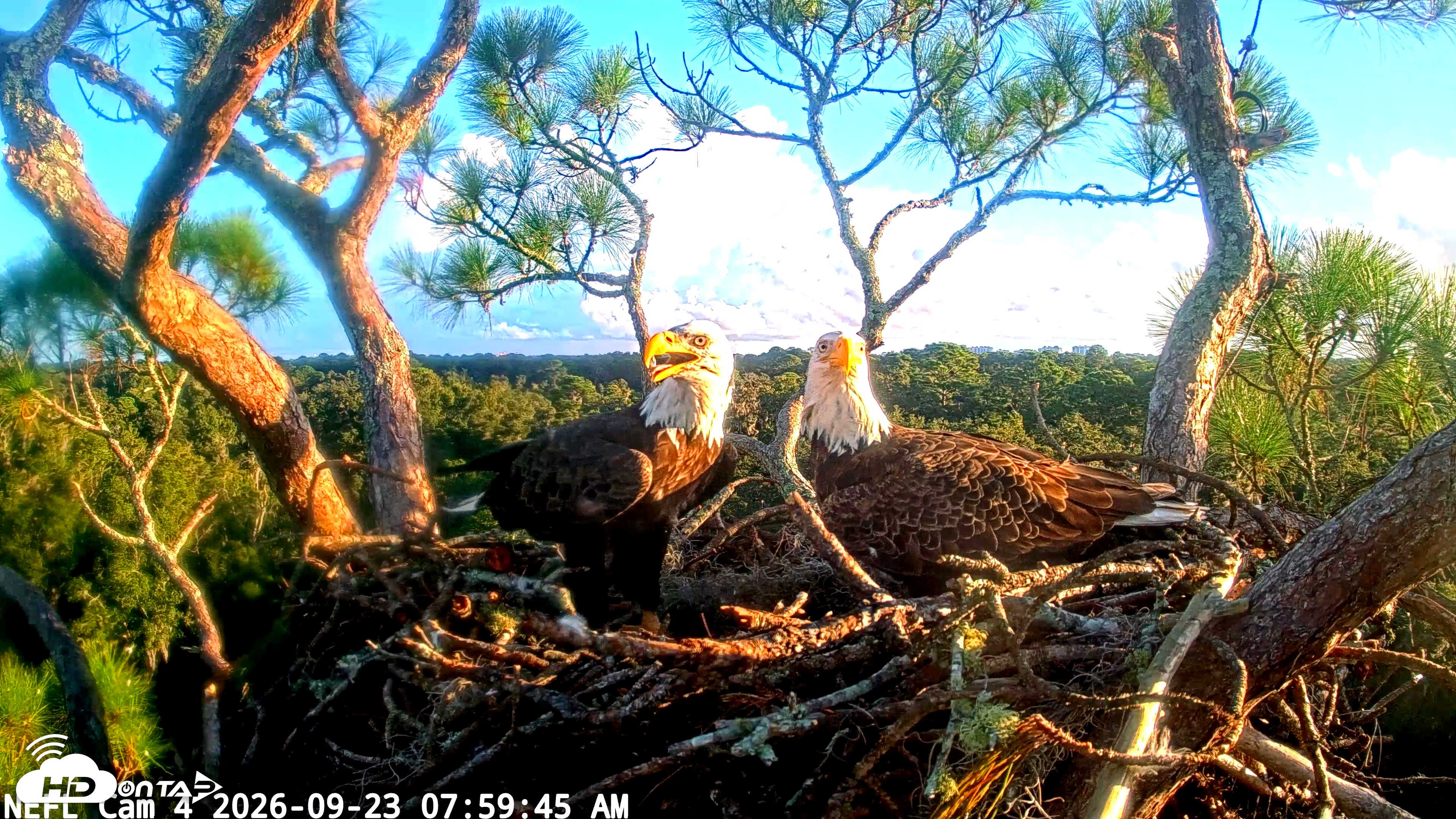 Snapshot of NE Florida Eagles Live Webcam taken Sep 23, 2026, 8:00am EDT