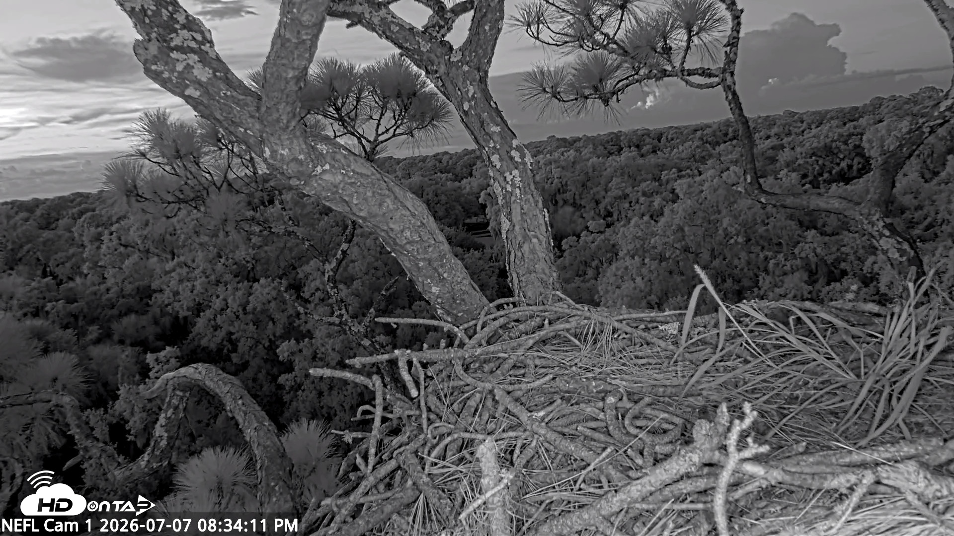 Snapshot of NE Florida Eagles Live Webcam taken Jul 7, 2026, 8:35pm EDT