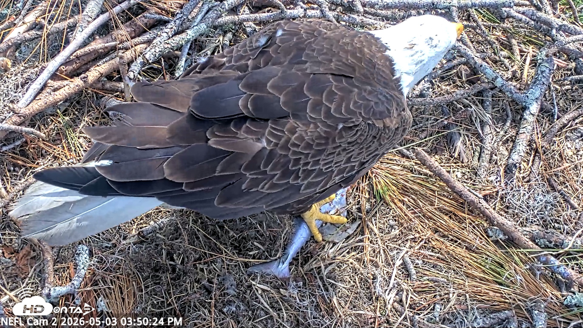 Snapshot of NE Florida Eagles Live Webcam taken May 3, 2026, 3:51pm EDT