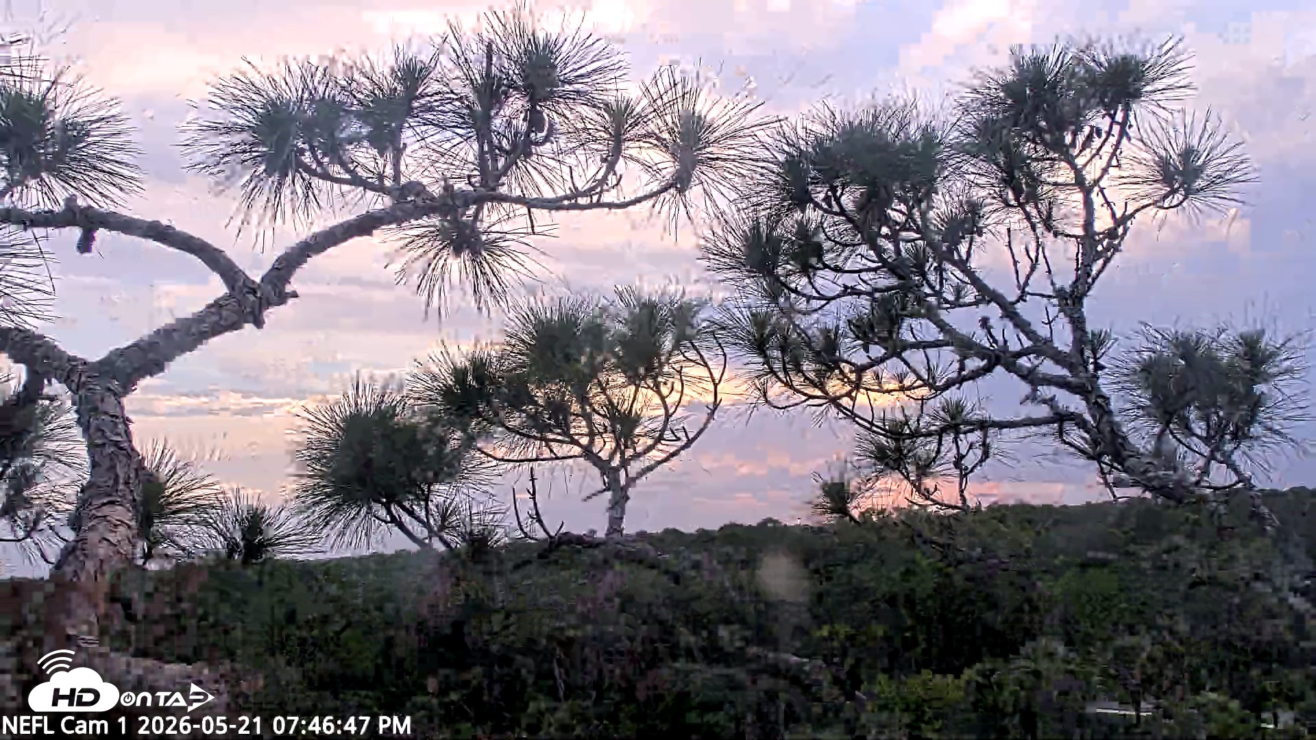 Snapshot of NE Florida Eagles Live Webcam taken May 21, 2026, 7:48pm EDT