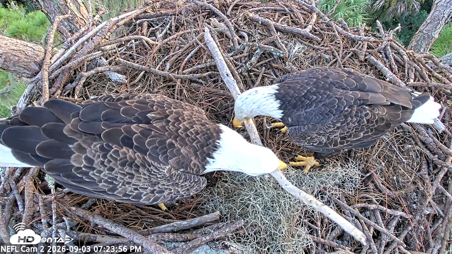 Snapshot of NE Florida Eagles Live Webcam taken Sep 3, 2026, 7:25pm EDT