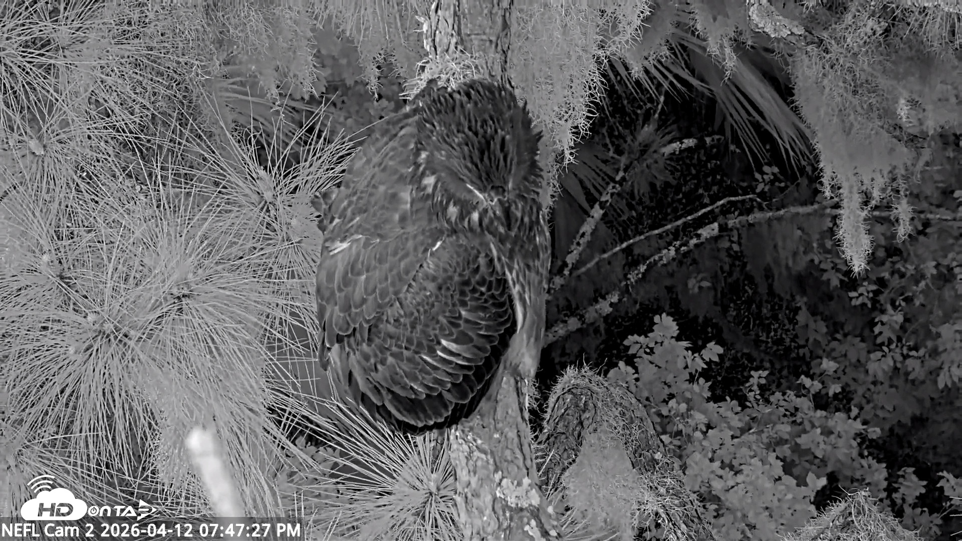 Snapshot of NE Florida Eagles Live Webcam taken Apr 12, 2026, 7:48pm EDT