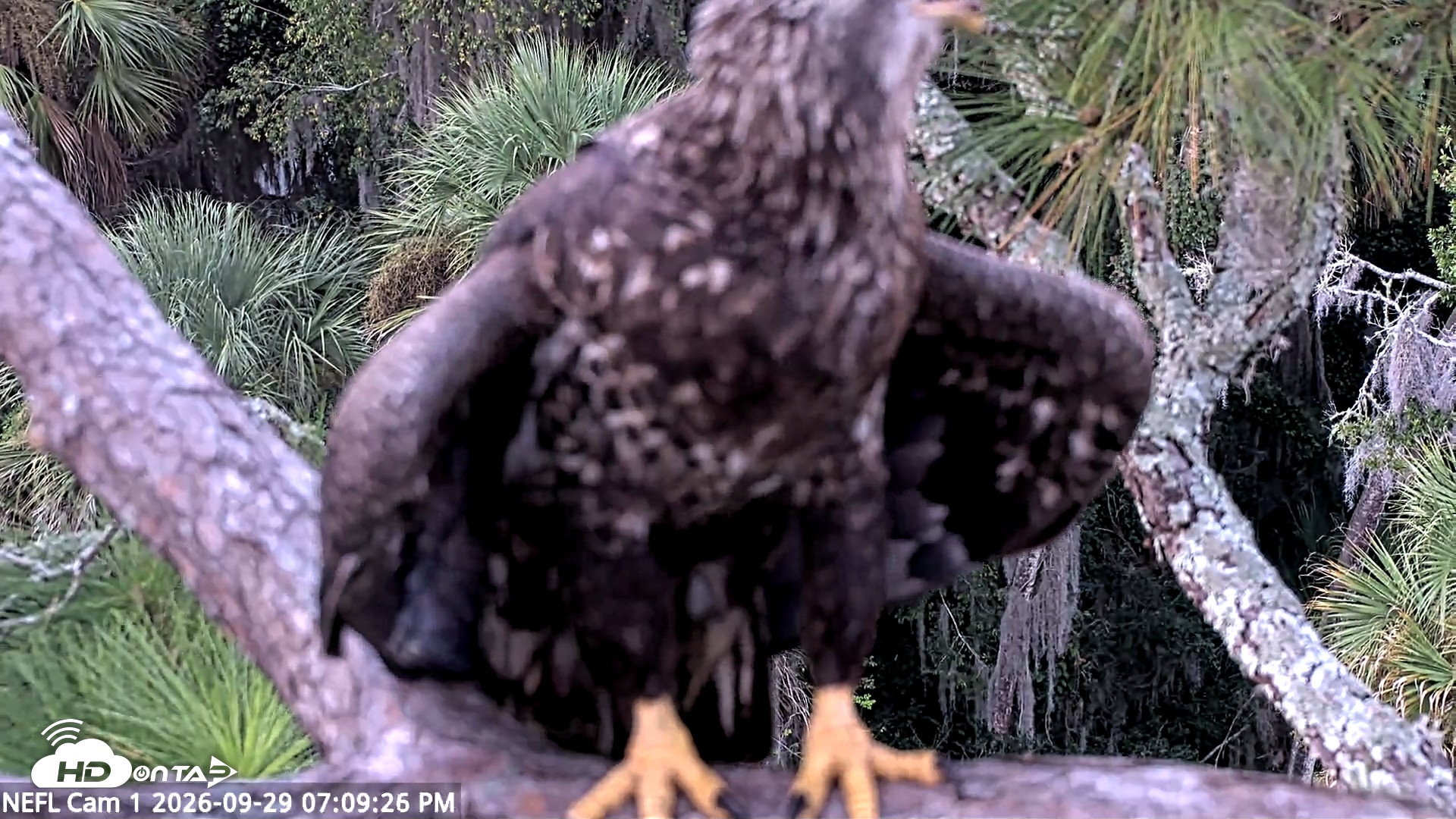Snapshot of NE Florida Eagles Live Webcam taken Sep 29, 2026, 7:10pm EDT