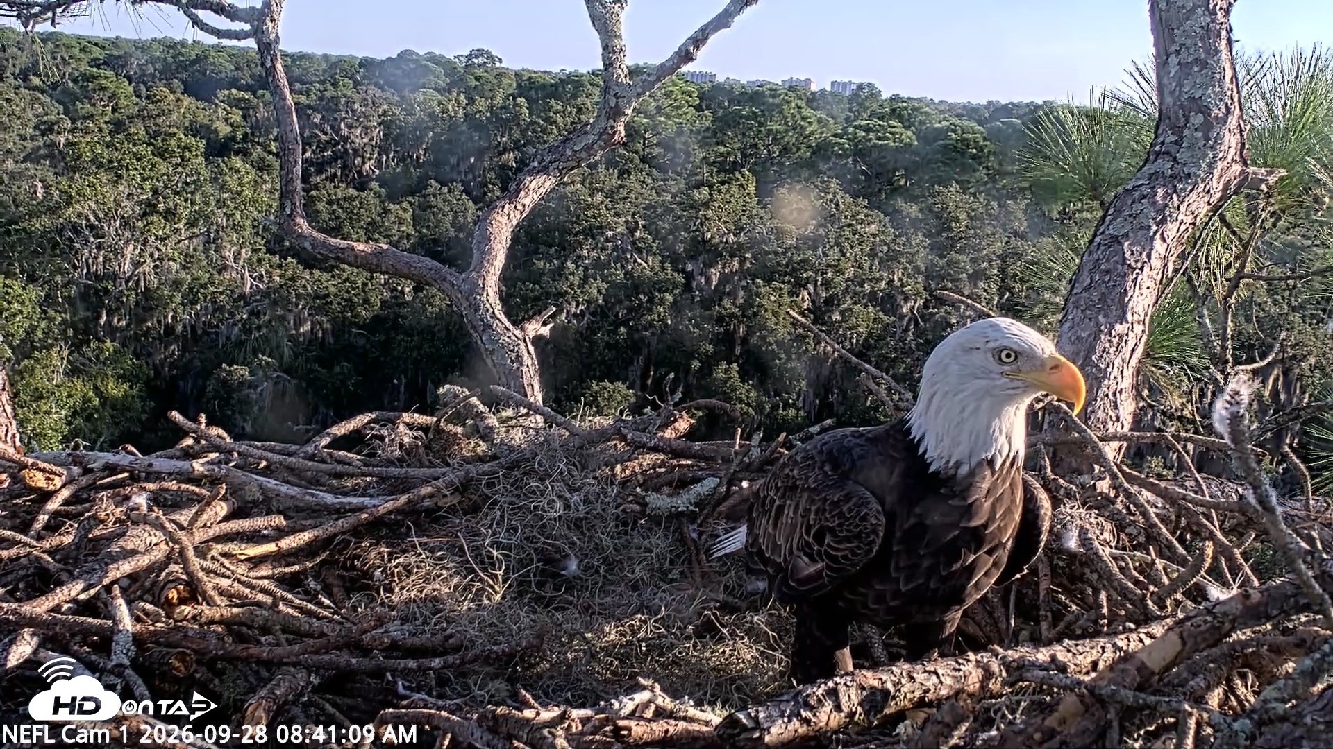 Snapshot of NE Florida Eagles Live Webcam taken Sep 28, 2026, 8:42am EDT