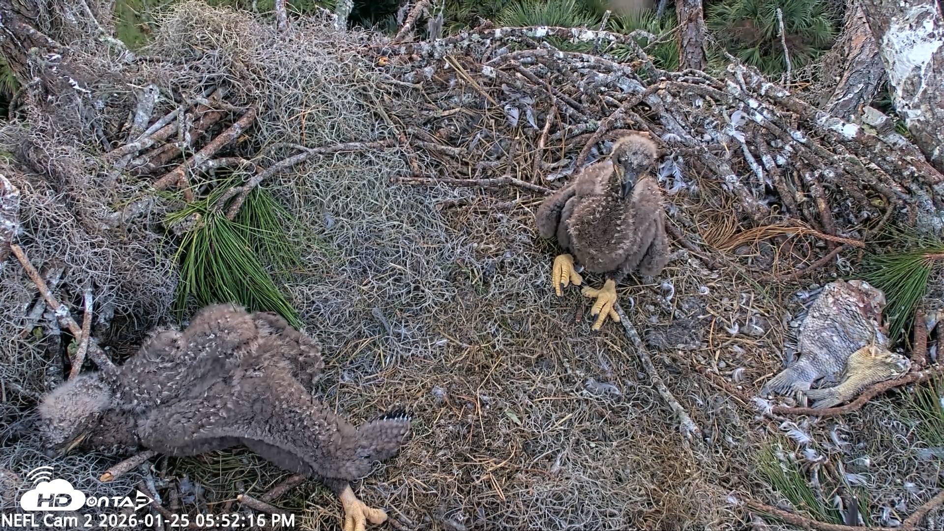 Snapshot of NE Florida Eagles Live Webcam taken Jan 25, 2026, 5:52pm EST