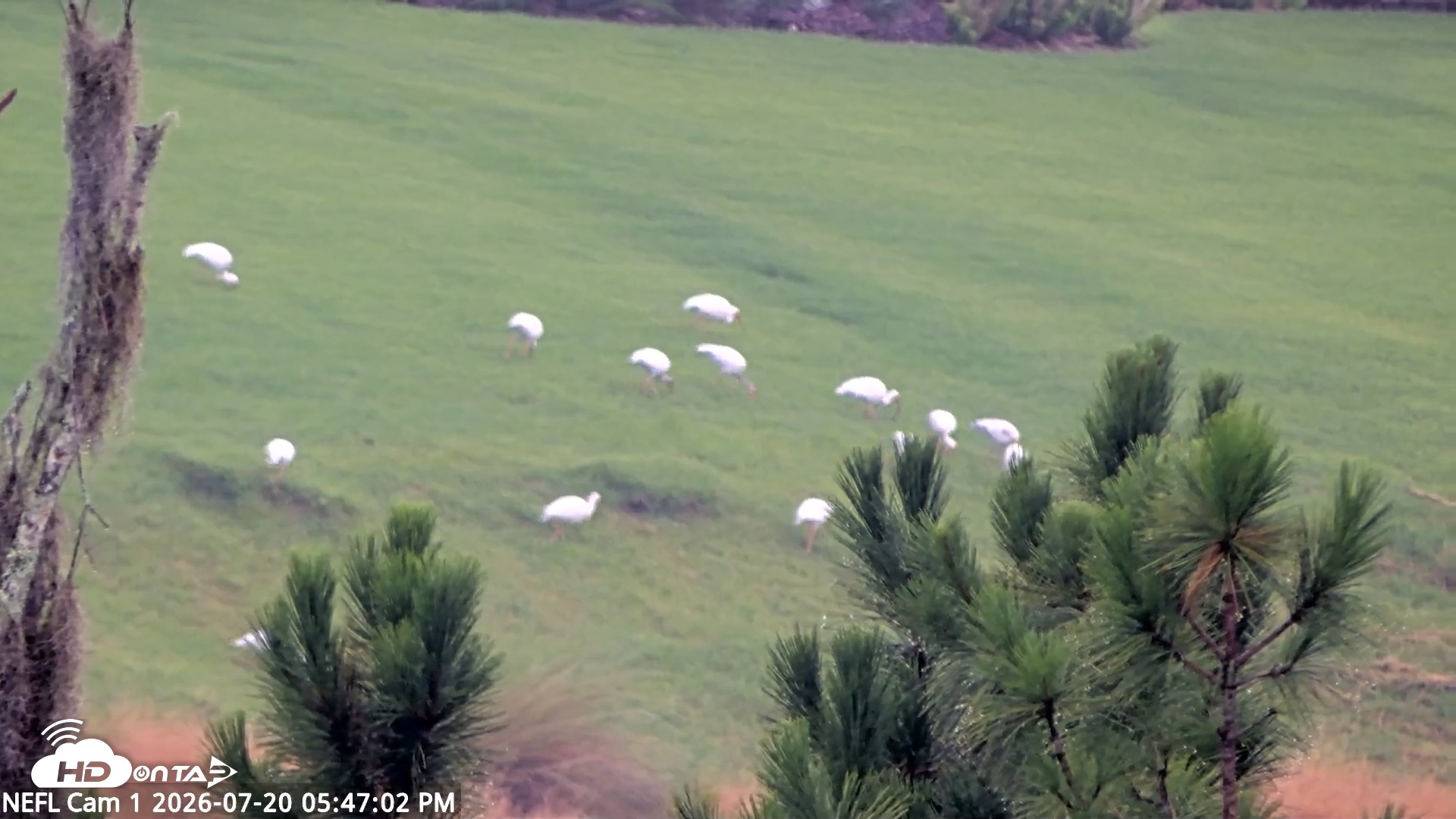 Snapshot of NE Florida Eagles Live Webcam taken Jul 20, 2026, 5:48pm EDT