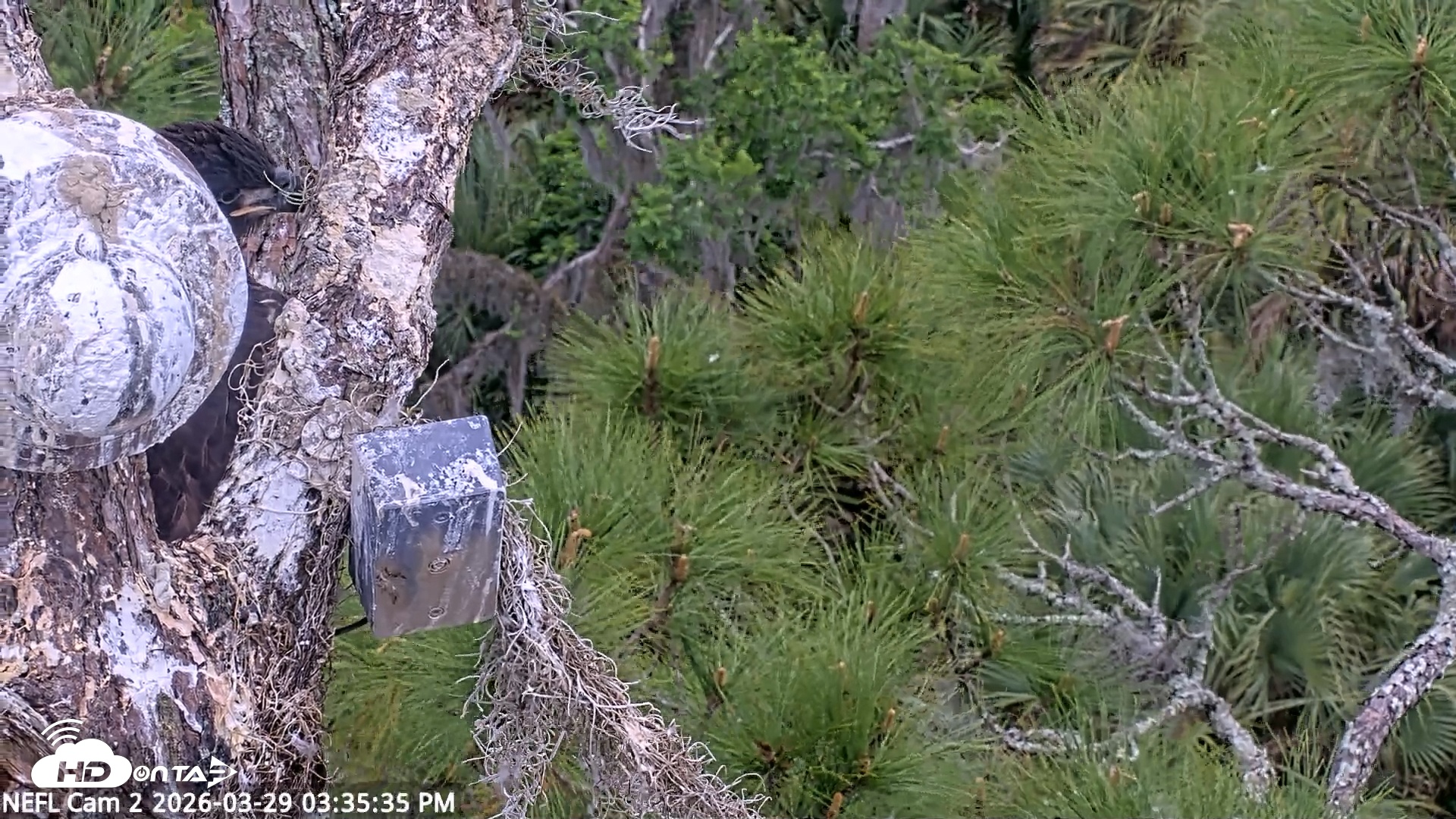 Snapshot of NE Florida Eagles Live Webcam taken Mar 29, 2026, 3:36pm EDT