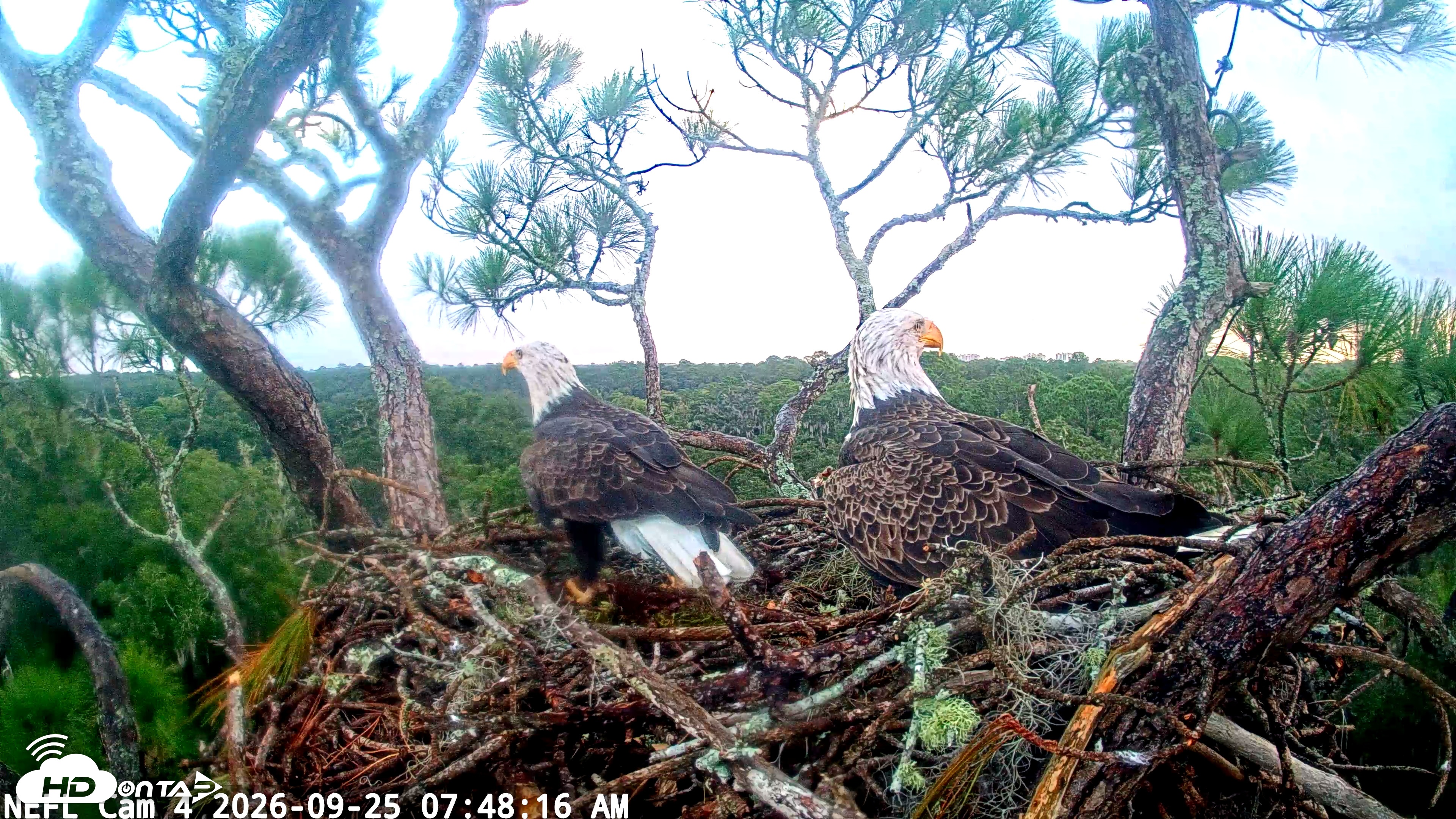 Snapshot of NE Florida Eagles Live Webcam taken Sep 25, 2026, 7:49am EDT