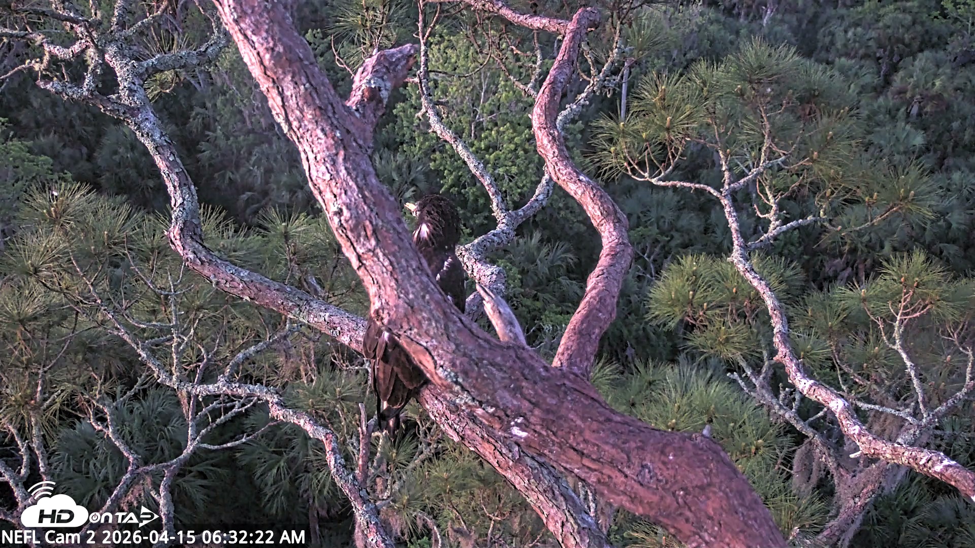 Snapshot of NE Florida Eagles Live Webcam taken Apr 15, 2026, 6:33am EDT