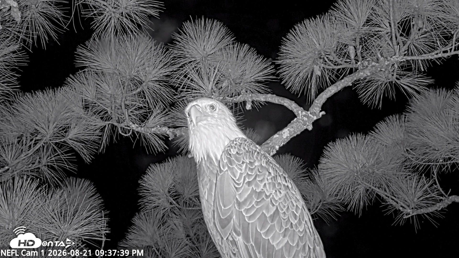 Snapshot of NE Florida Eagles Live Webcam taken Aug 21, 2026, 9:38pm EDT