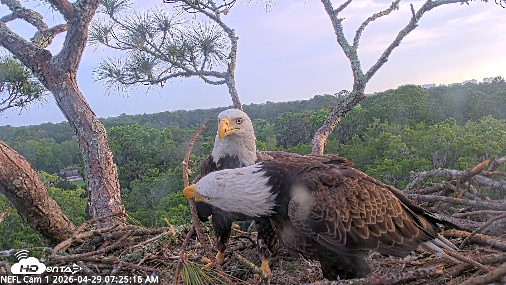 Snapshot of NE Florida Eagles Live Webcam taken Apr 29, 2026, 7:26am EDT
