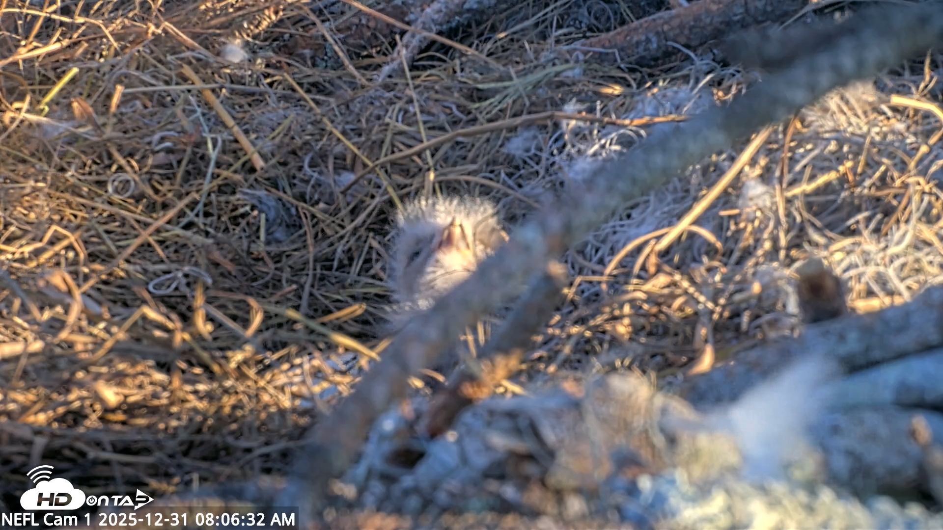 Snapshot of NE Florida Eagles Live Webcam taken Dec 31, 2025, 8:07am EST