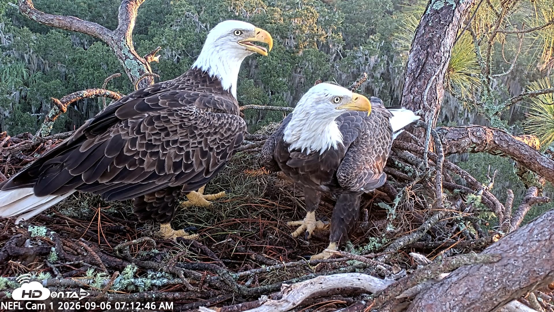 Snapshot of NE Florida Eagles Live Webcam taken Sep 6, 2026, 7:13am EDT