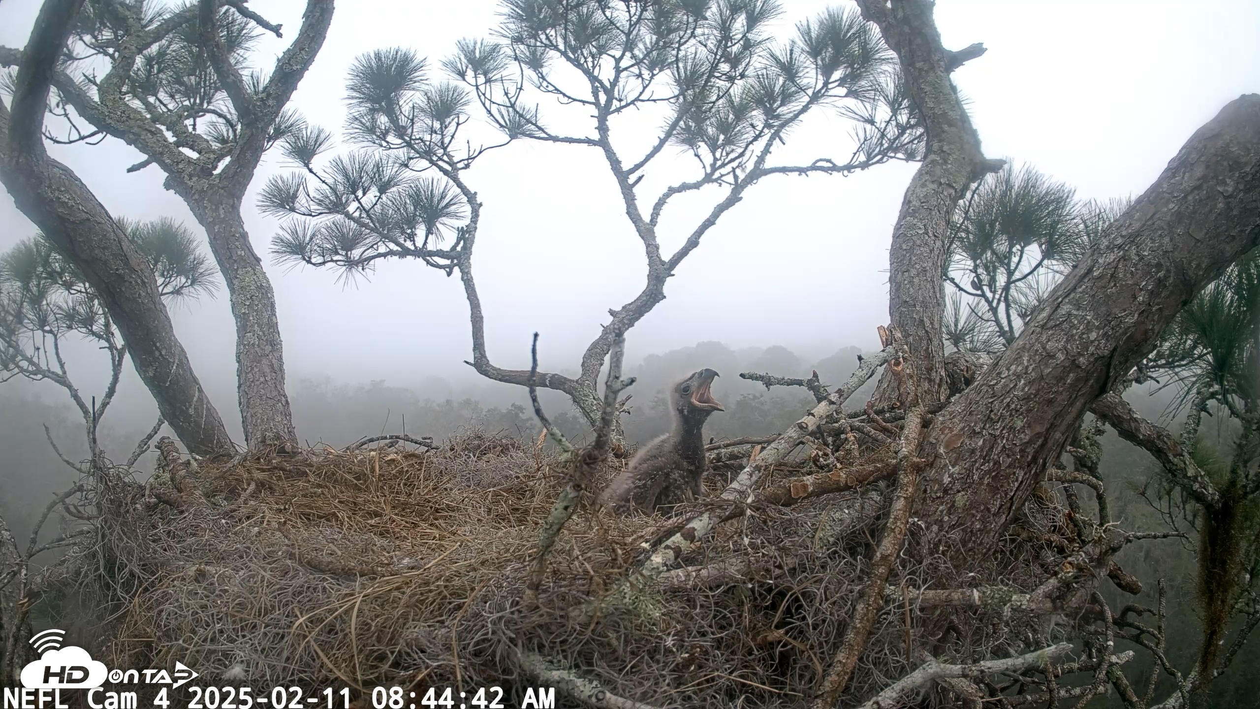 Snapshot of NE Florida Eagles Live Webcam taken Feb 11, 2025, 8:44am EST