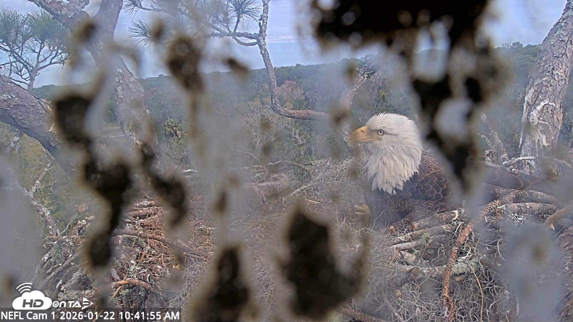 Snapshot of NE Florida Eagles Live Webcam taken Jan 22, 2026, 10:42am EST