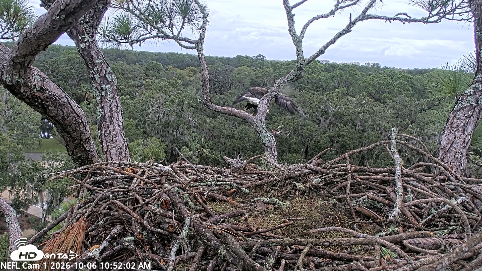 Snapshot of NE Florida Eagles Live Webcam taken Oct 6, 2026, 10:52am EDT