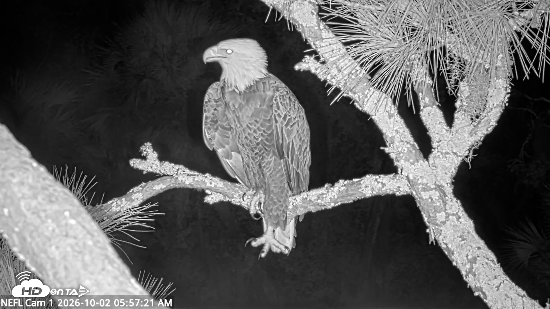 Snapshot of NE Florida Eagles Live Webcam taken Oct 2, 2026, 5:58am EDT