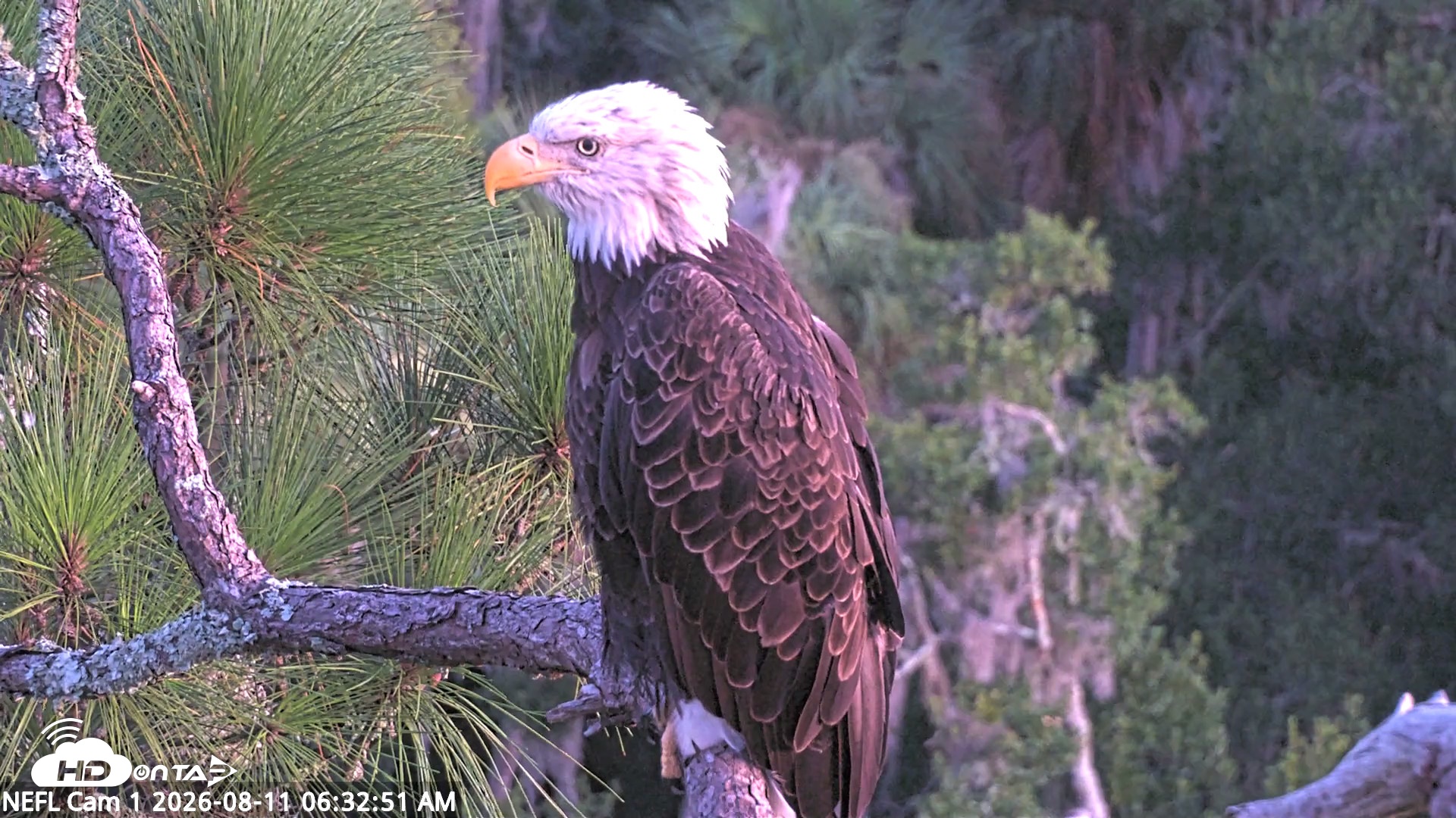 Snapshot of NE Florida Eagles Live Webcam taken Aug 11, 2026, 6:34am EDT