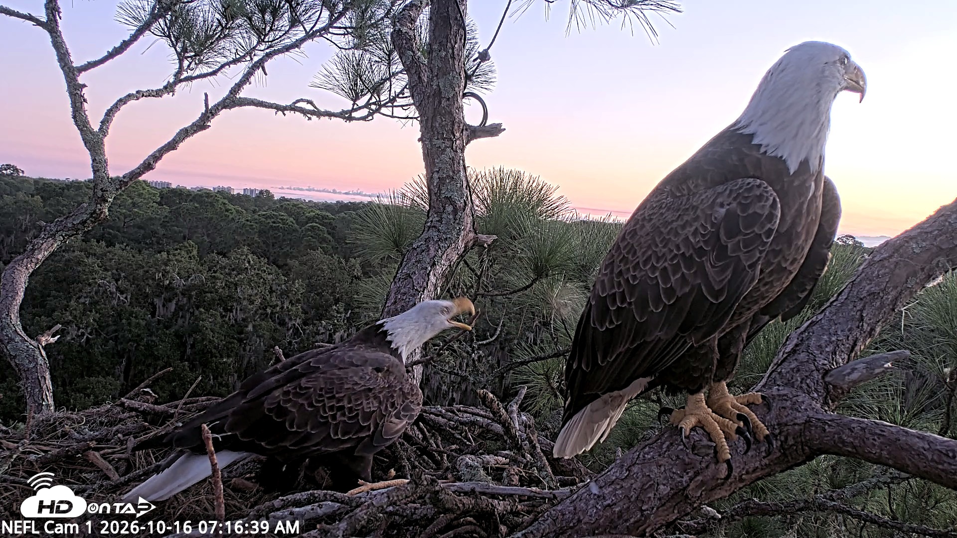 Snapshot of NE Florida Eagles Live Webcam taken Oct 16, 2026, 7:17am EDT