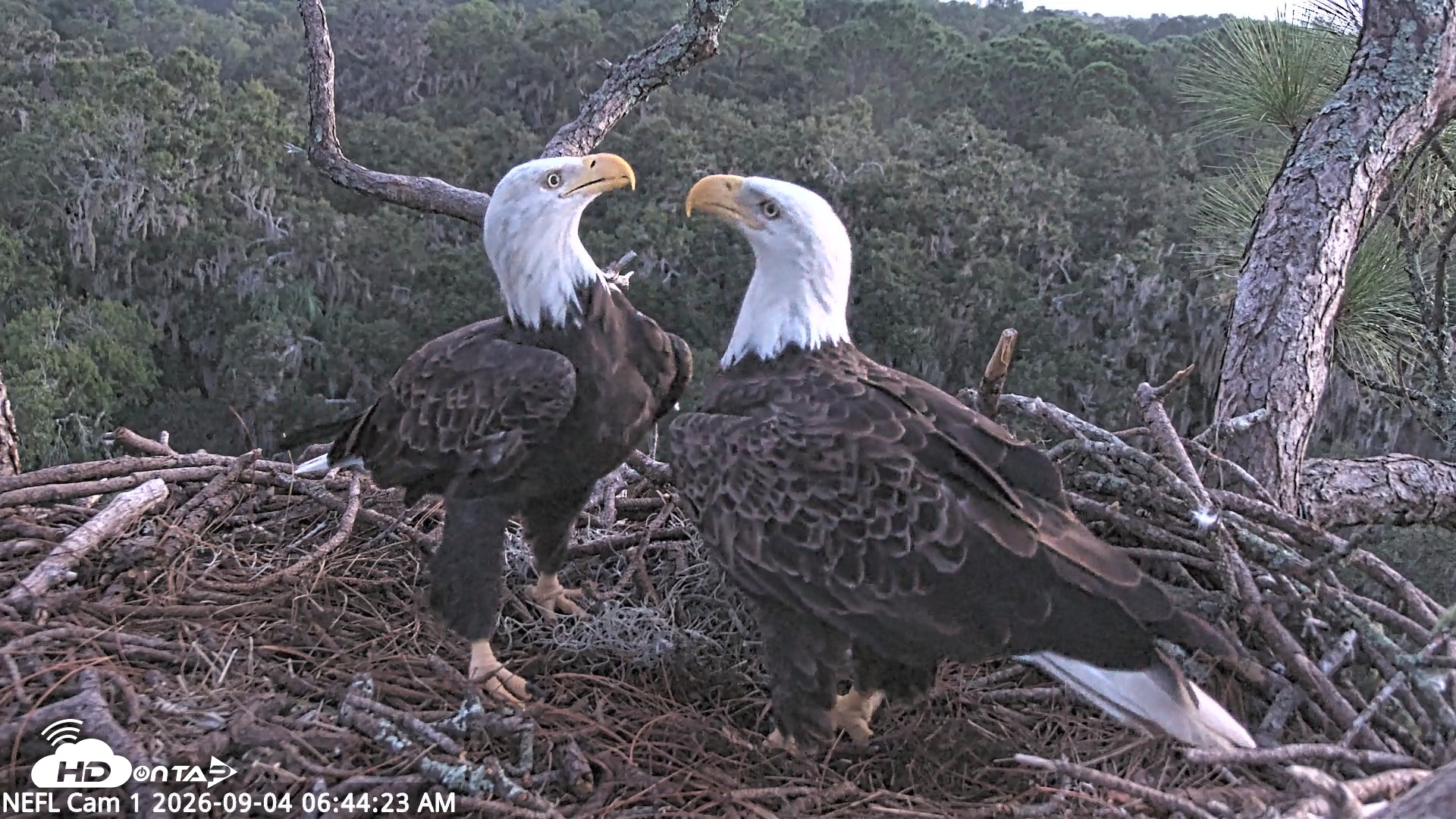 Snapshot of NE Florida Eagles Live Webcam taken Sep 4, 2026, 6:45am EDT