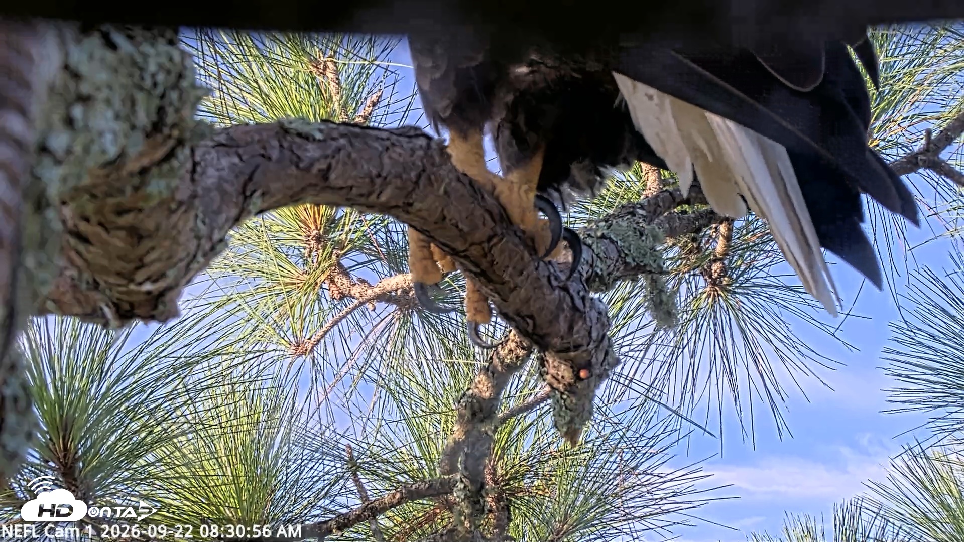 Snapshot of NE Florida Eagles Live Webcam taken Sep 22, 2026, 8:32am EDT