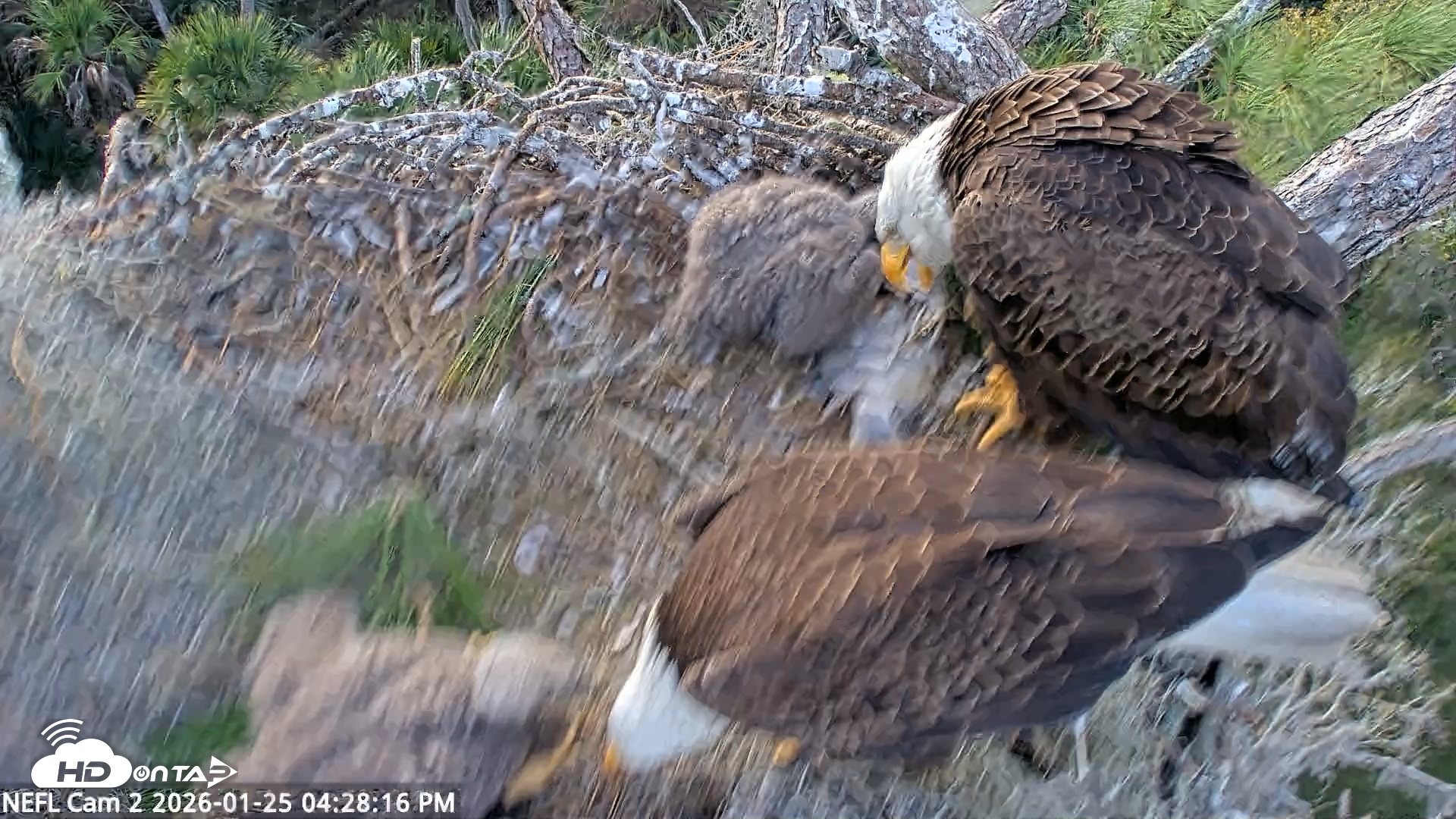 Snapshot of NE Florida Eagles Live Webcam taken Jan 25, 2026, 4:29pm EST