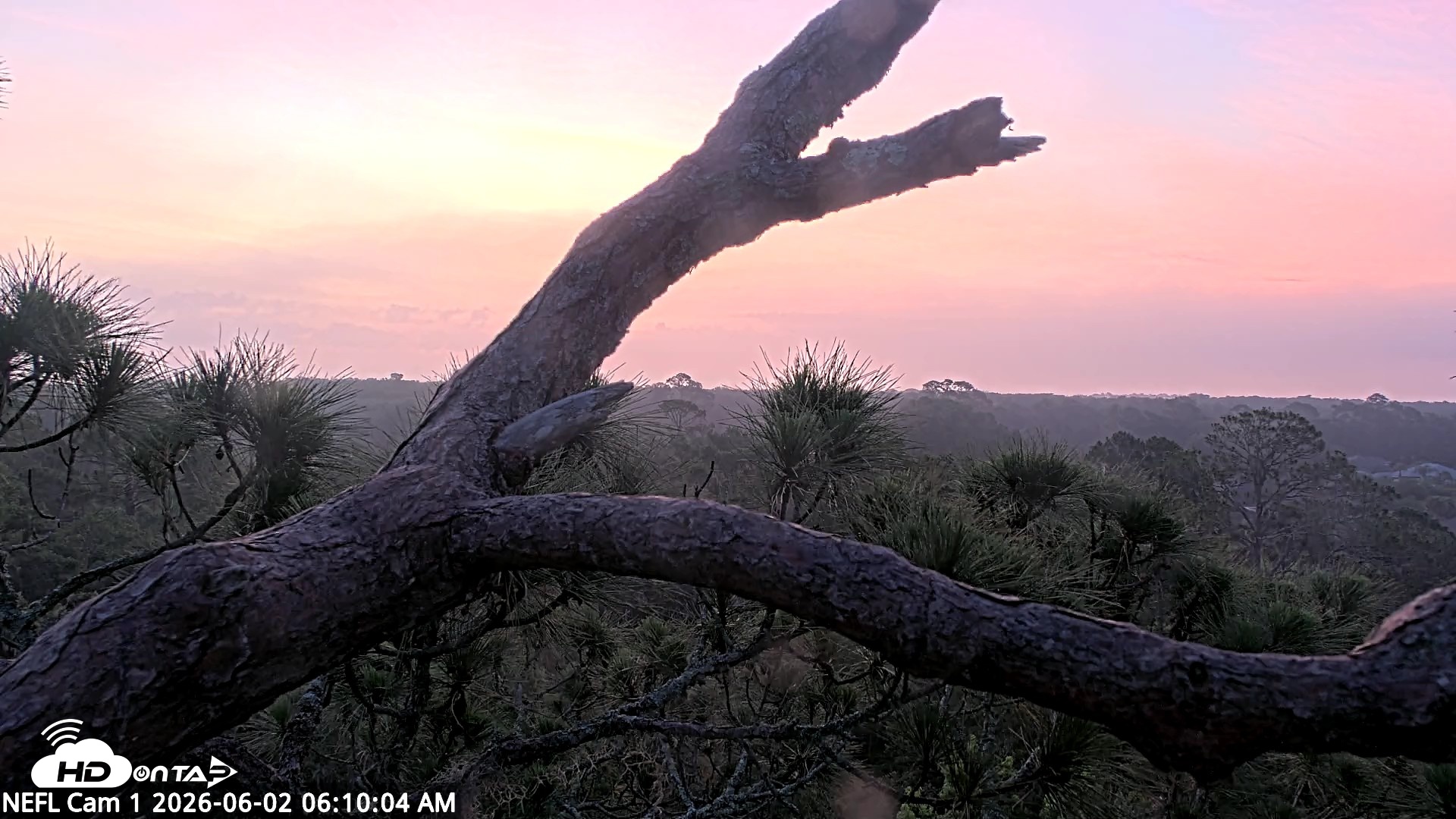 Snapshot of NE Florida Eagles Live Webcam taken Jun 2, 2026, 6:11am EDT