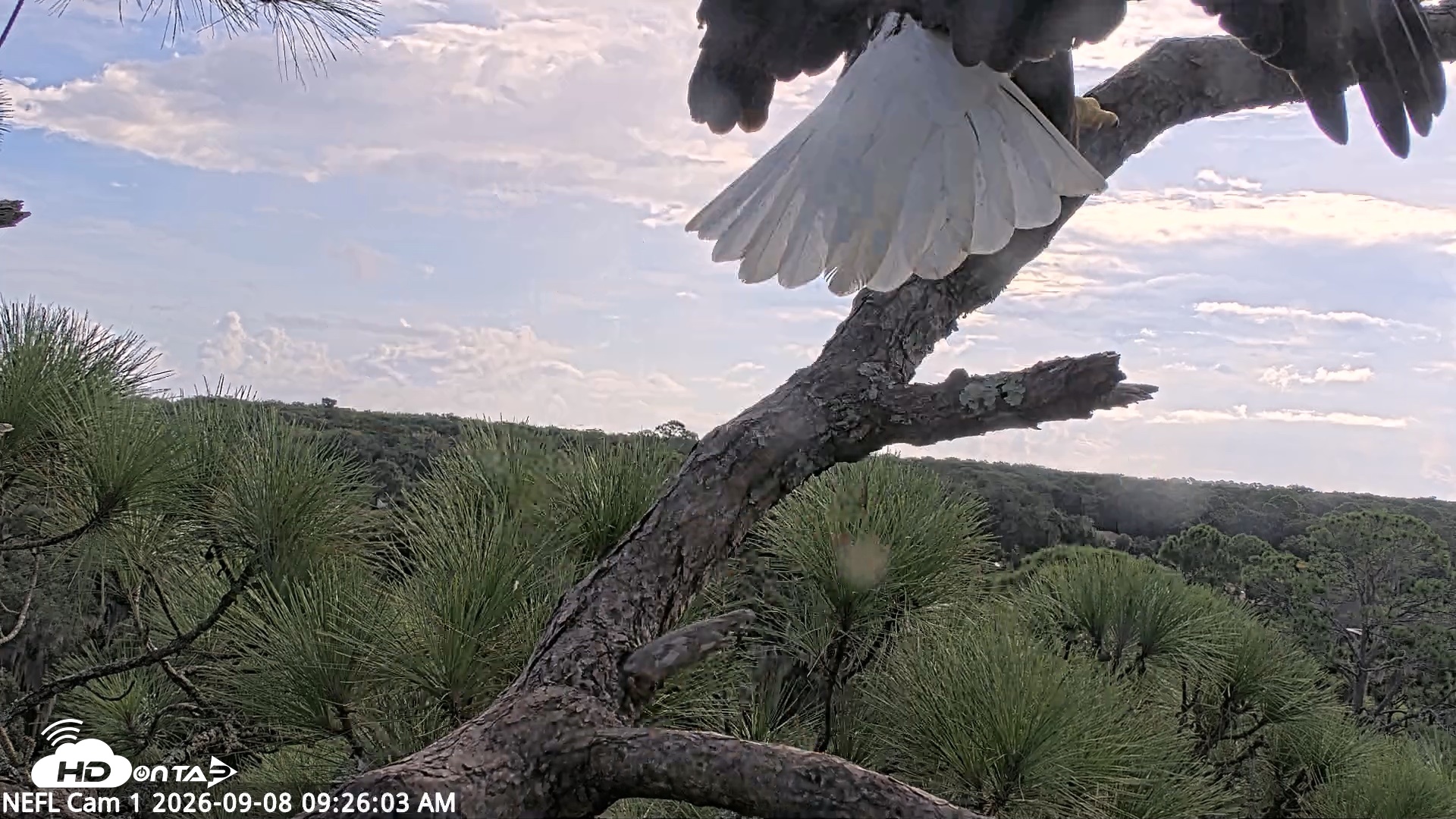 Snapshot of NE Florida Eagles Live Webcam taken Sep 8, 2026, 9:27am EDT
