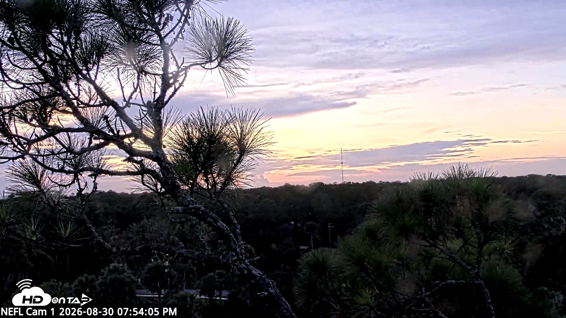 Snapshot of NE Florida Eagles Live Webcam taken Aug 30, 2026, 7:55pm EDT
