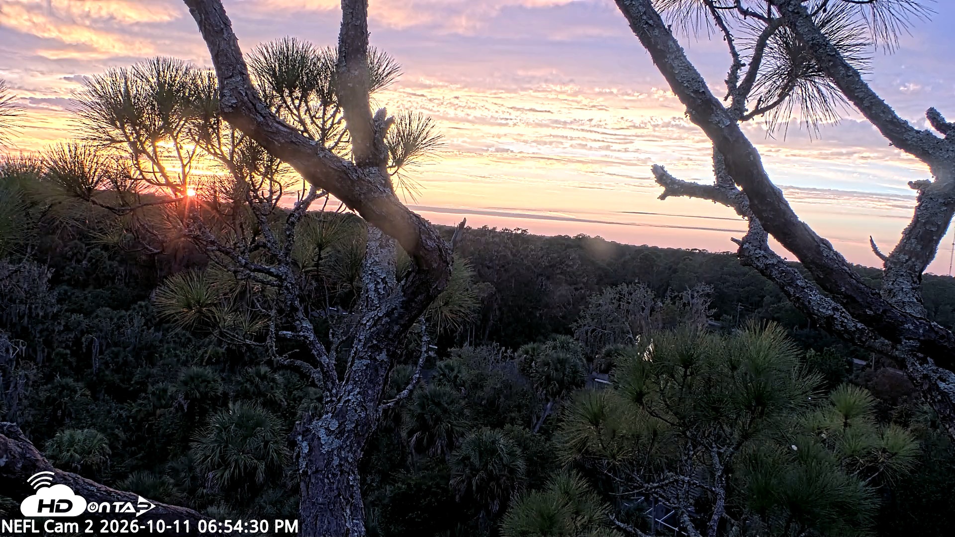 Snapshot of NE Florida Eagles Live Webcam taken Oct 11, 2026, 6:55pm EDT