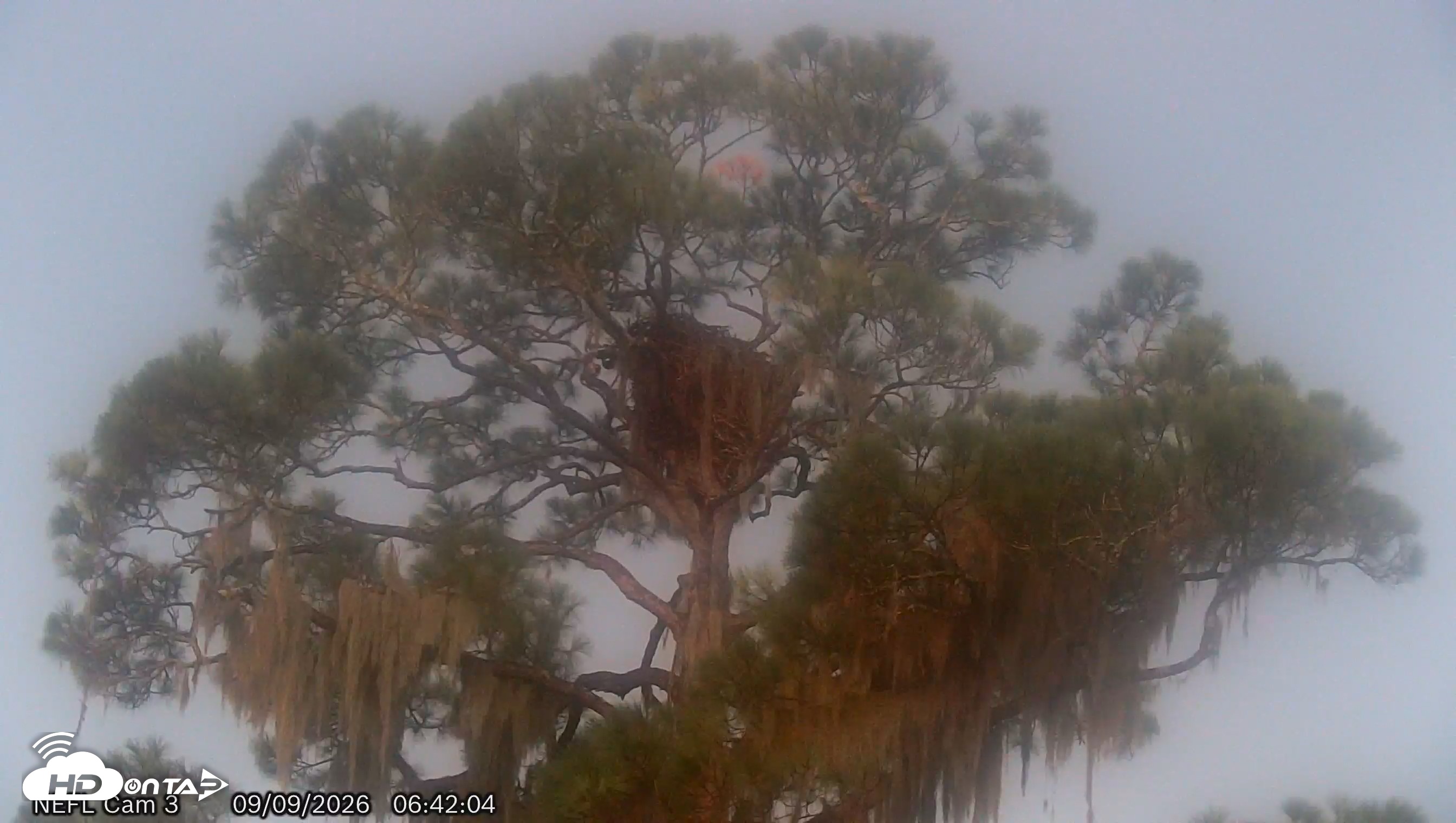 Snapshot of NE Florida Eagles Live Webcam taken Sep 9, 2026, 6:43am EDT