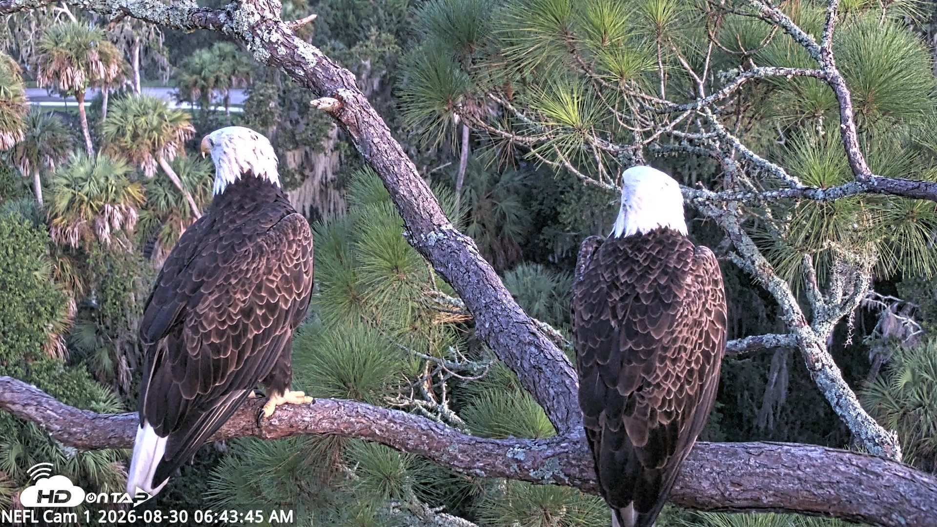 Snapshot of NE Florida Eagles Live Webcam taken Aug 30, 2026, 6:44am EDT