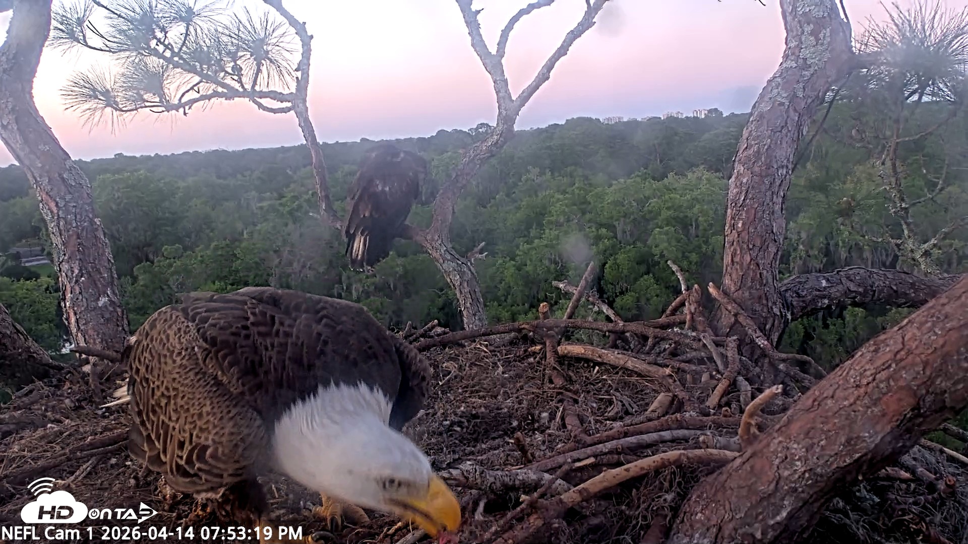 Snapshot of NE Florida Eagles Live Webcam taken Apr 14, 2026, 7:54pm EDT