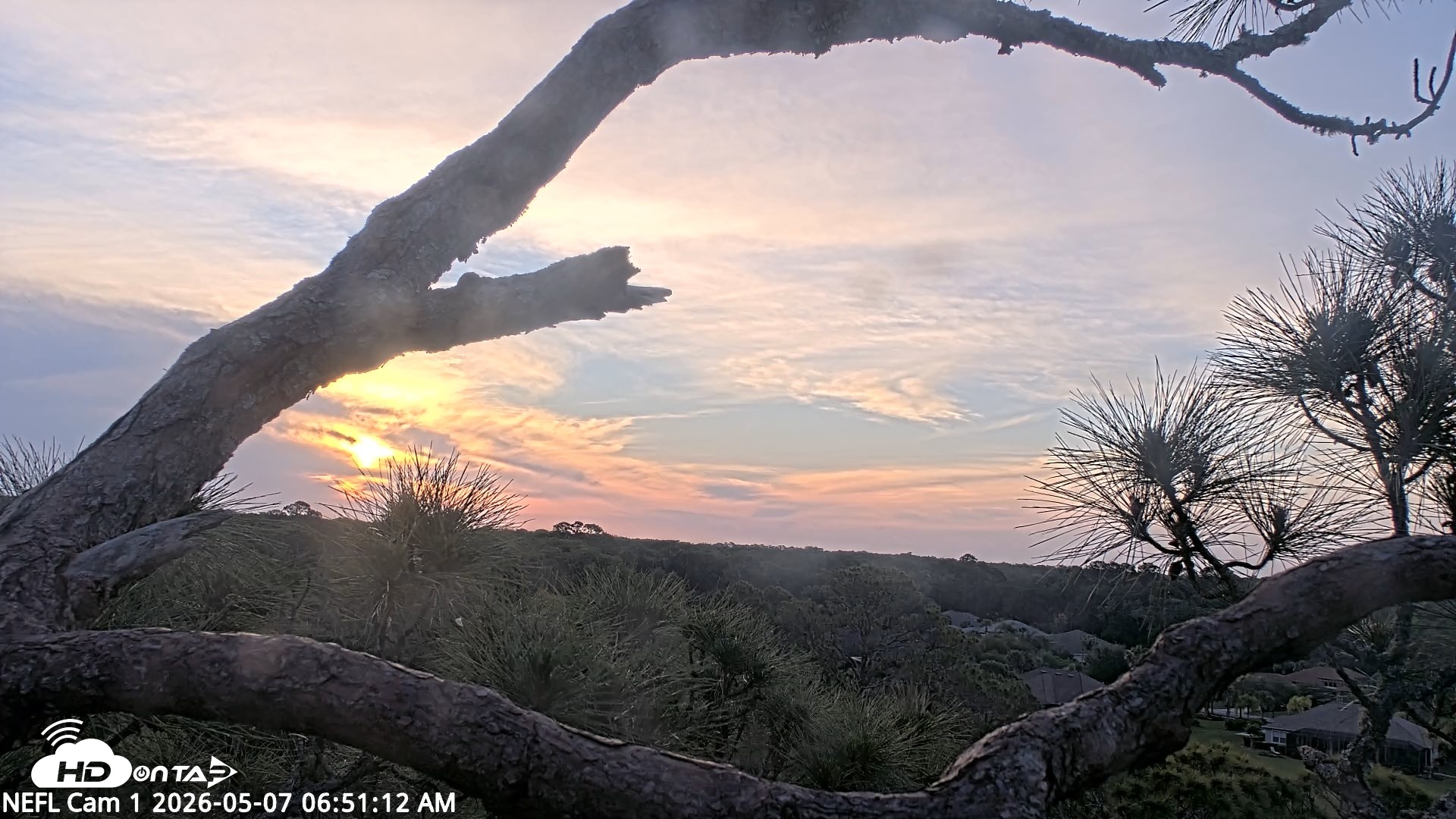 Snapshot of NE Florida Eagles Live Webcam taken May 7, 2026, 6:52am EDT
