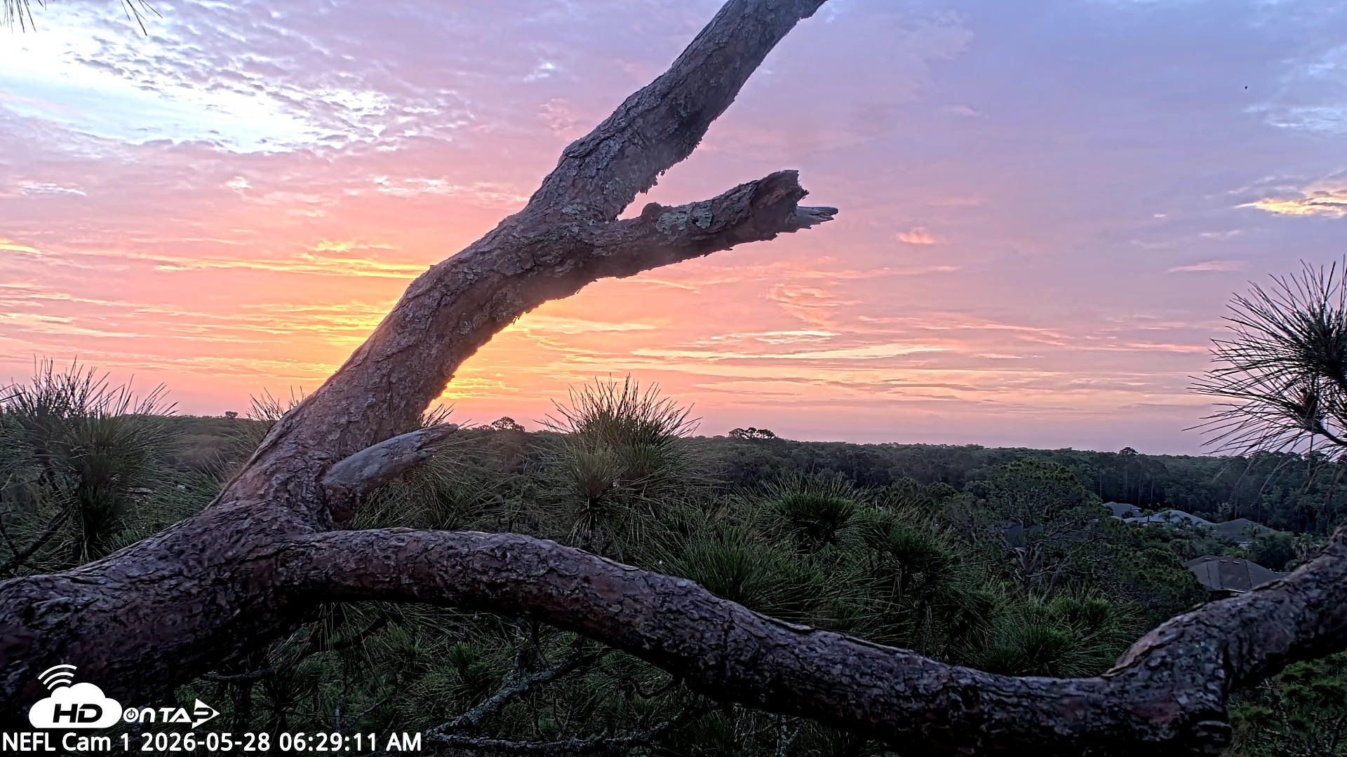 Snapshot of NE Florida Eagles Live Webcam taken May 28, 2026, 6:30am EDT