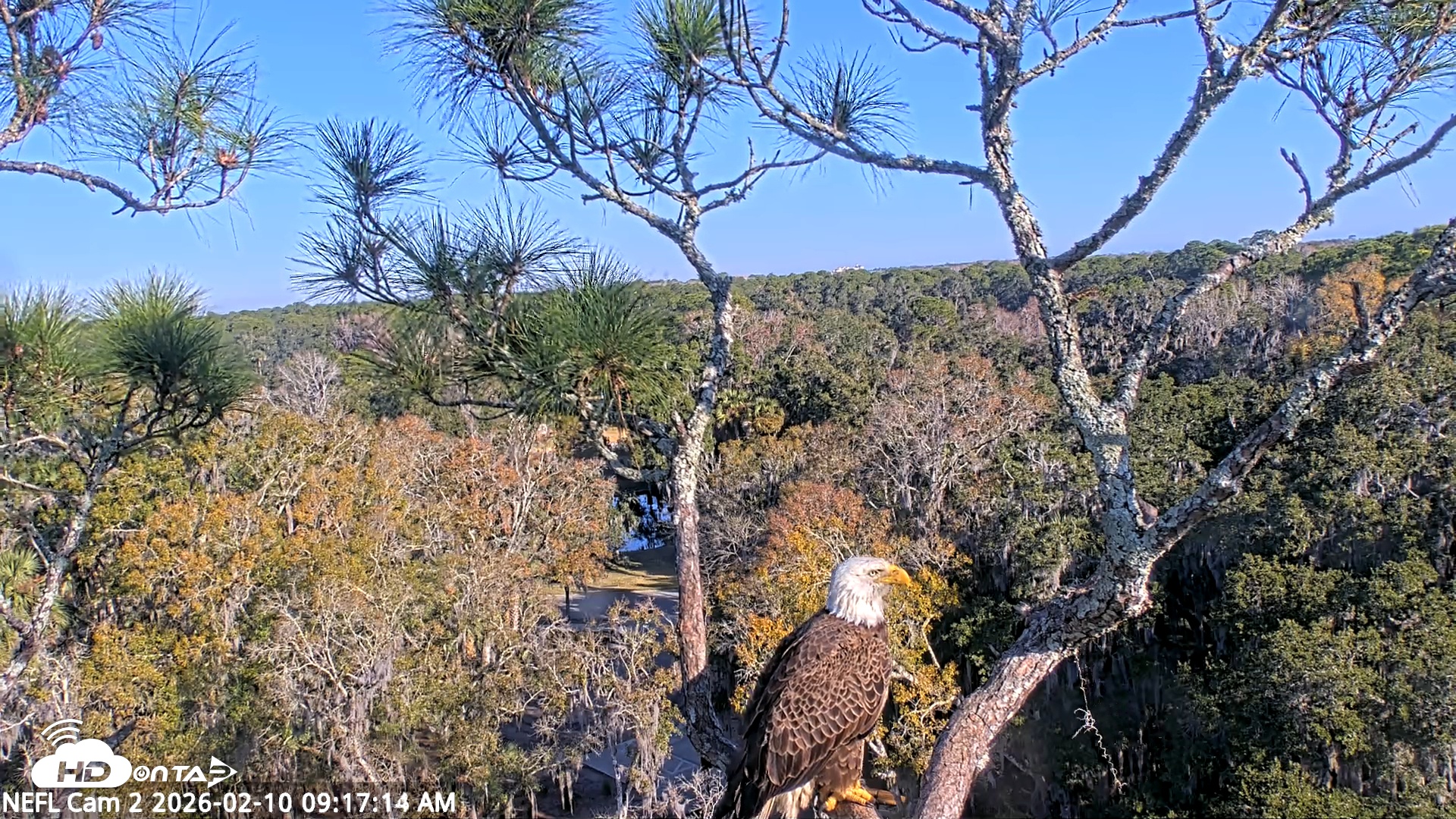 Snapshot of NE Florida Eagles Live Webcam taken Feb 10, 2026, 9:18am EST