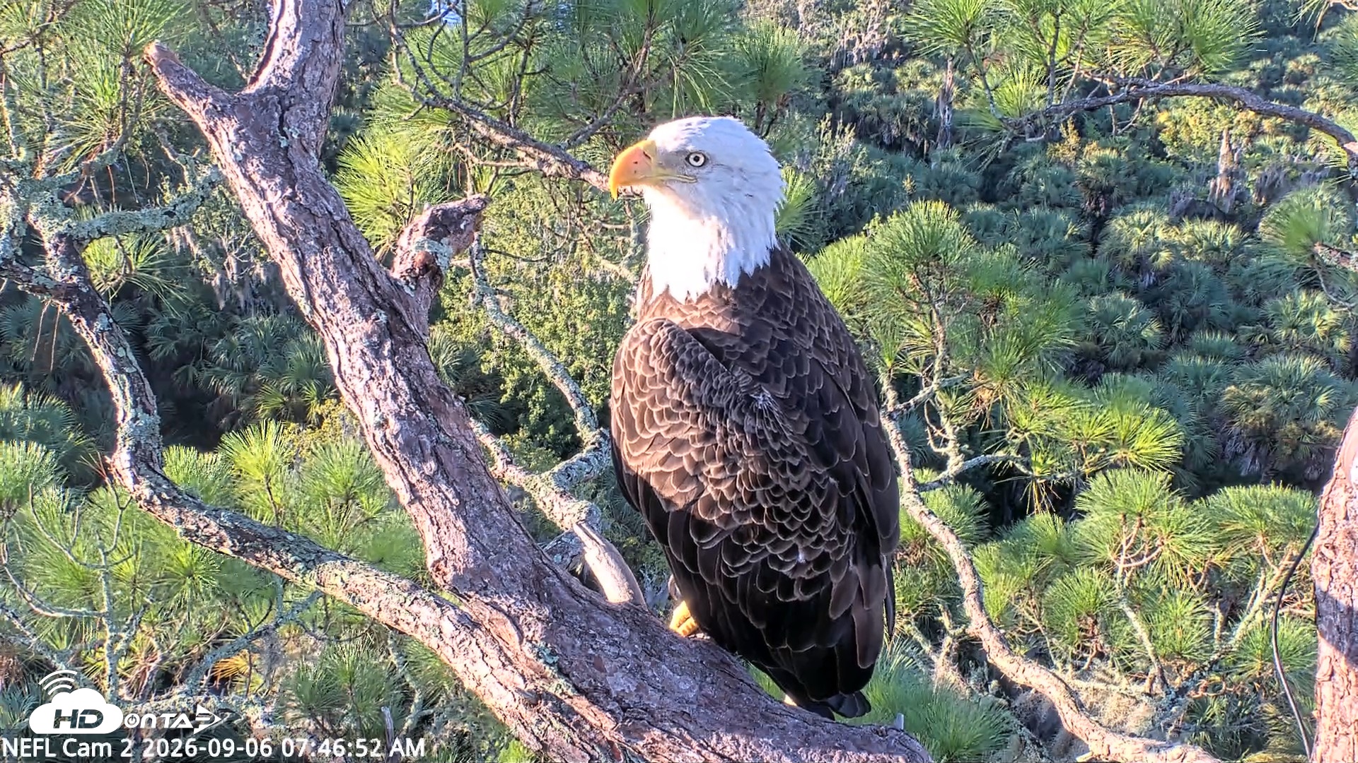 Snapshot of NE Florida Eagles Live Webcam taken Sep 6, 2026, 7:47am EDT