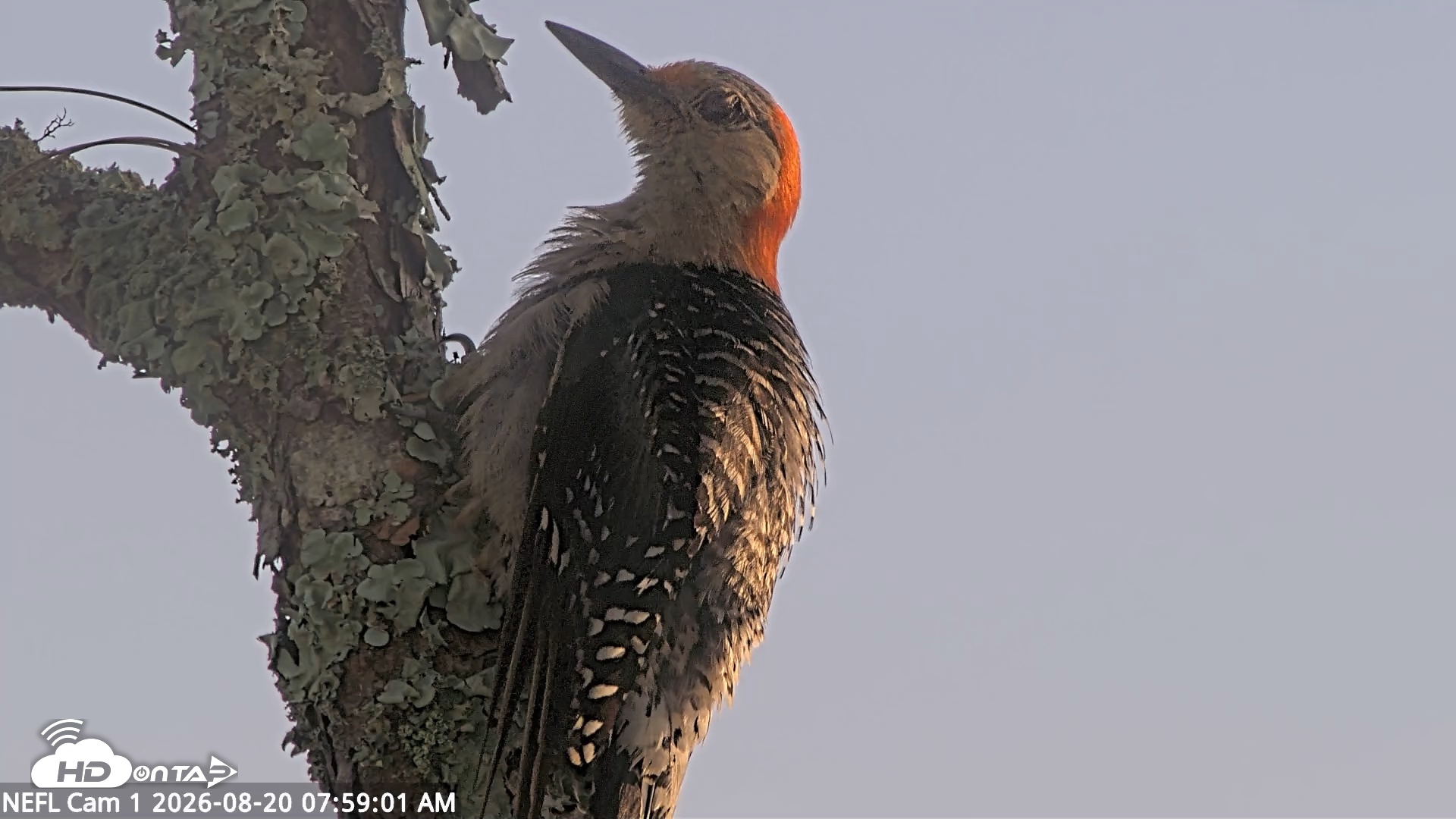 Snapshot of NE Florida Eagles Live Webcam taken Aug 20, 2026, 7:59am EDT