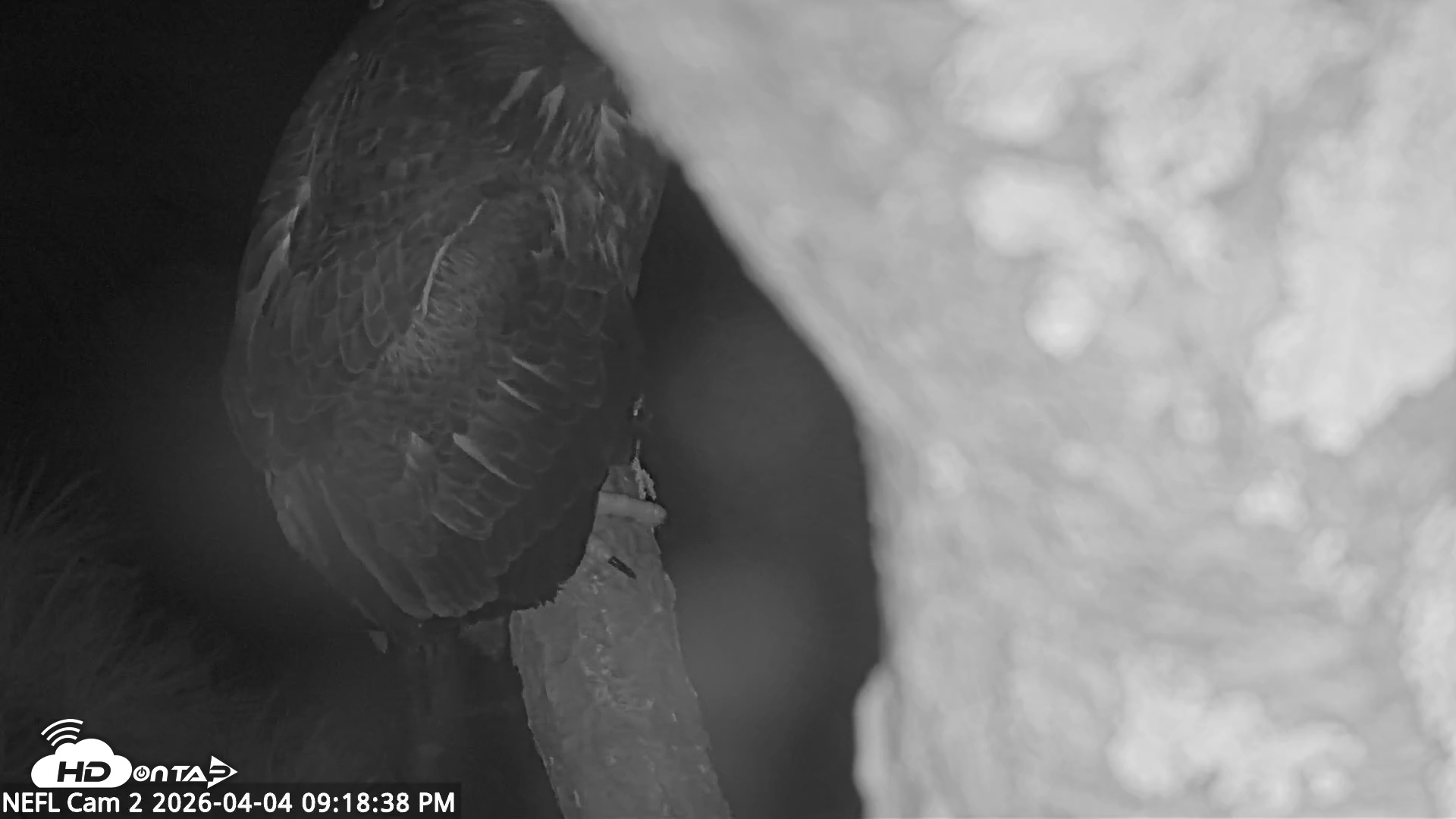 Snapshot of NE Florida Eagles Live Webcam taken Apr 4, 2026, 9:19pm EDT