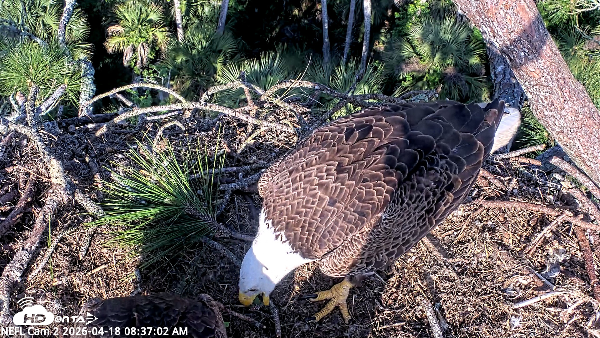Snapshot of NE Florida Eagles Live Webcam taken Apr 18, 2026, 8:38am EDT