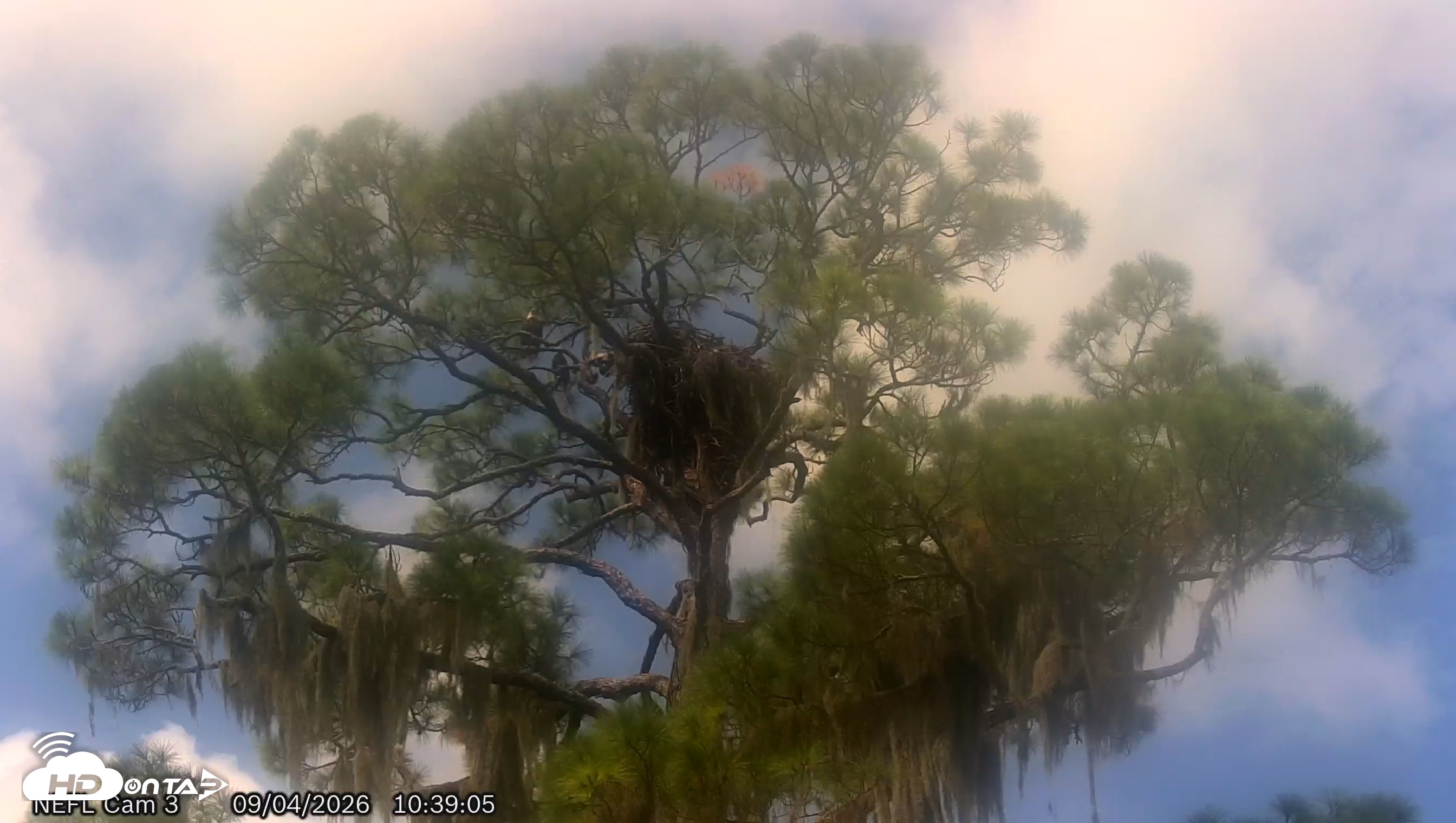 Snapshot of NE Florida Eagles Live Webcam taken Sep 4, 2026, 10:39am EDT
