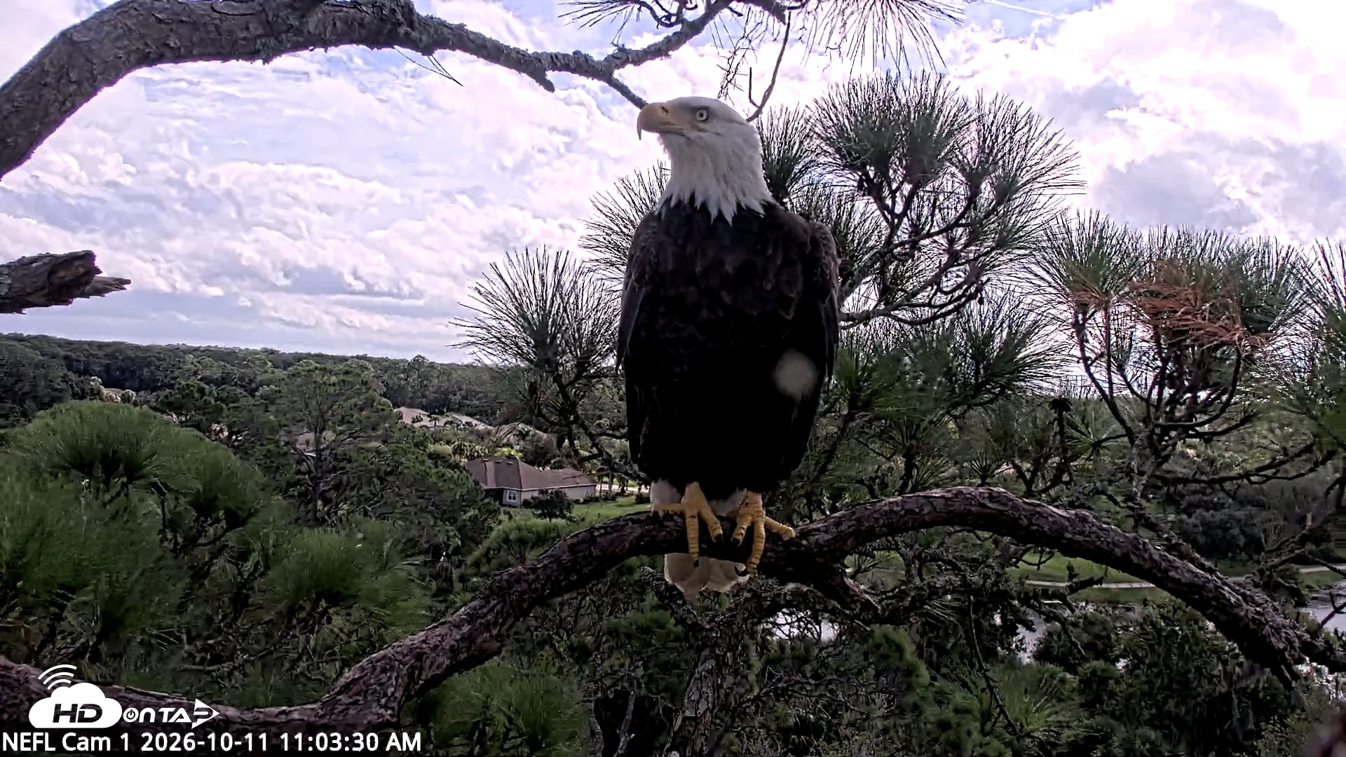 Snapshot of NE Florida Eagles Live Webcam taken Oct 11, 2026, 11:04am EDT