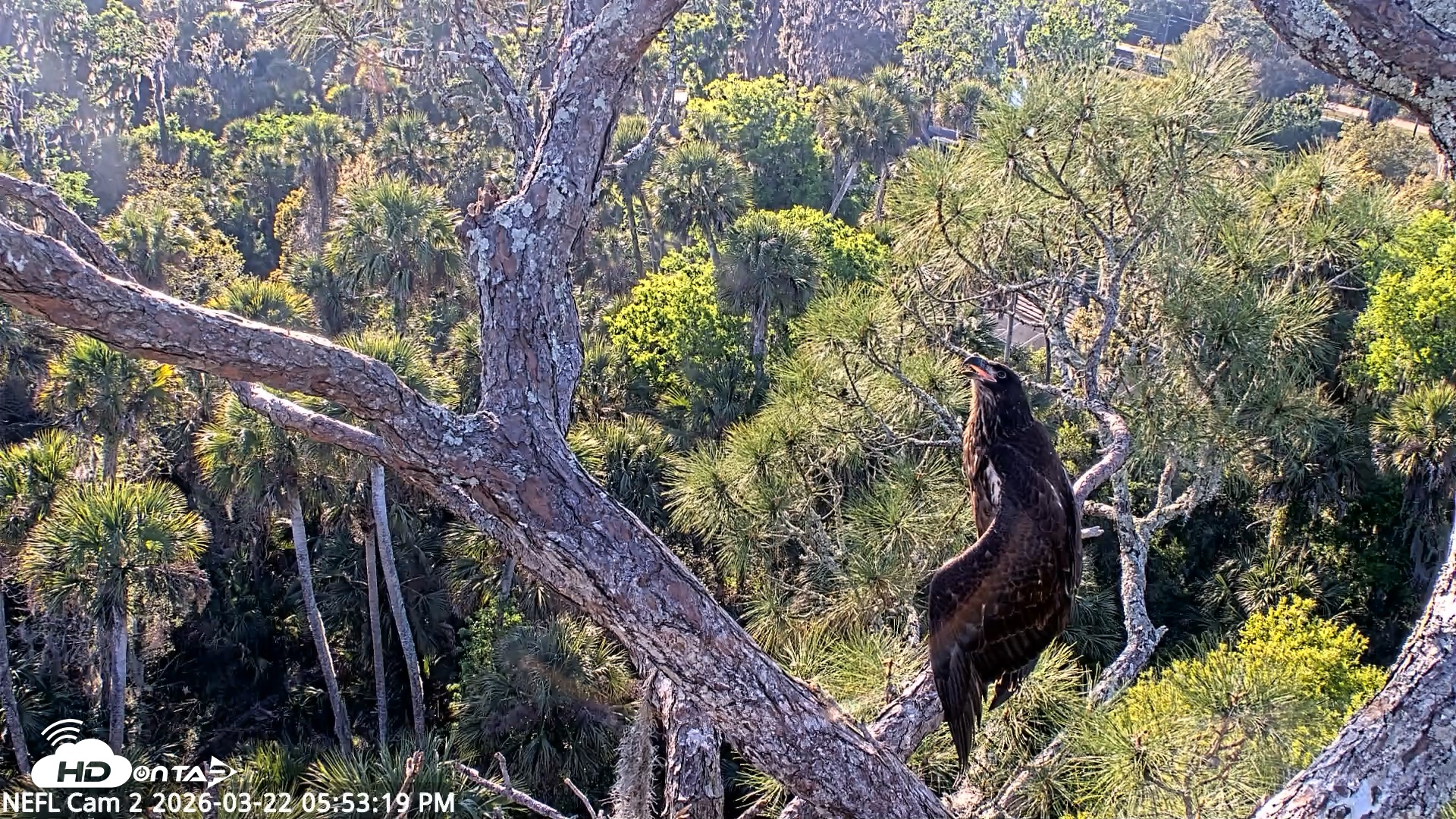Snapshot of NE Florida Eagles Live Webcam taken Mar 22, 2026, 5:53pm EDT