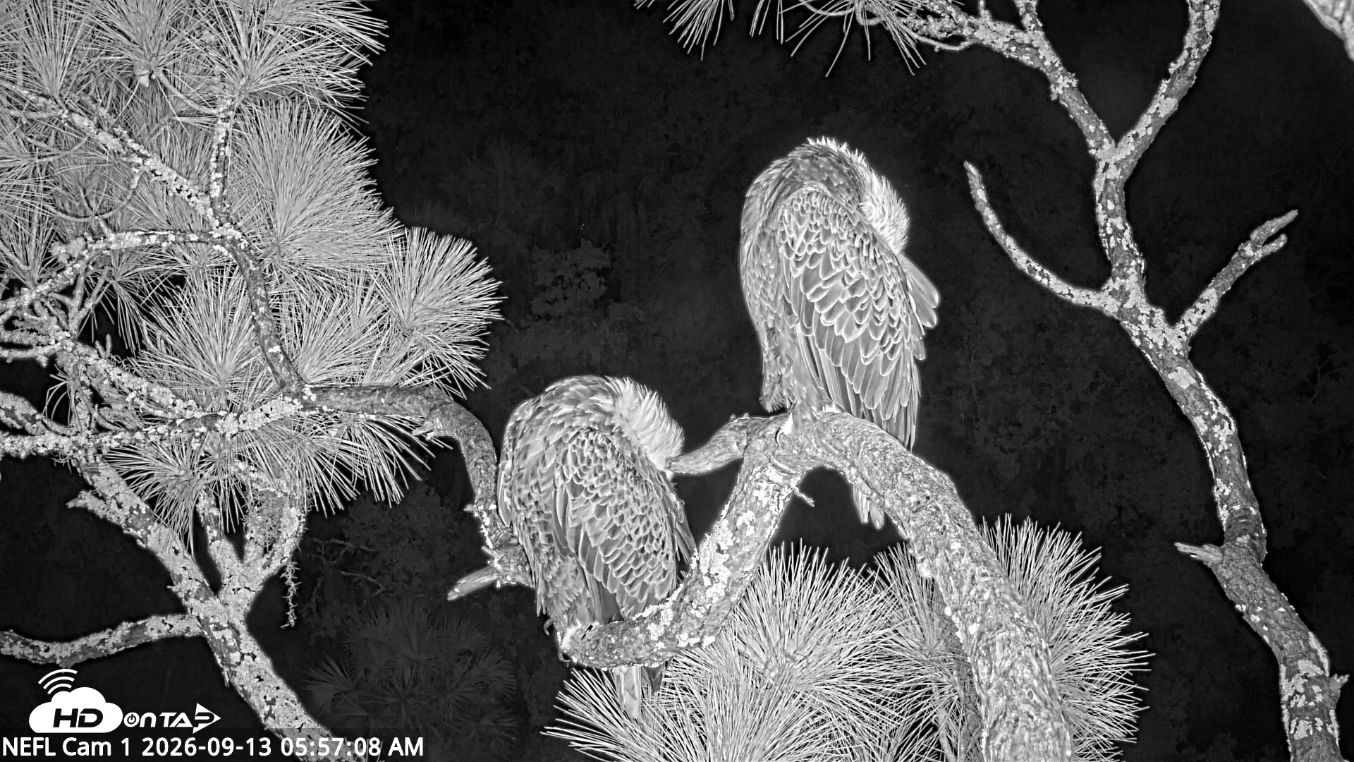 Snapshot of NE Florida Eagles Live Webcam taken Sep 13, 2026, 5:58am EDT