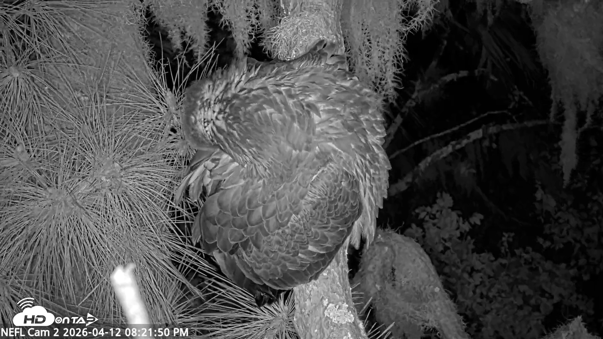 Snapshot of NE Florida Eagles Live Webcam taken Apr 12, 2026, 8:22pm EDT