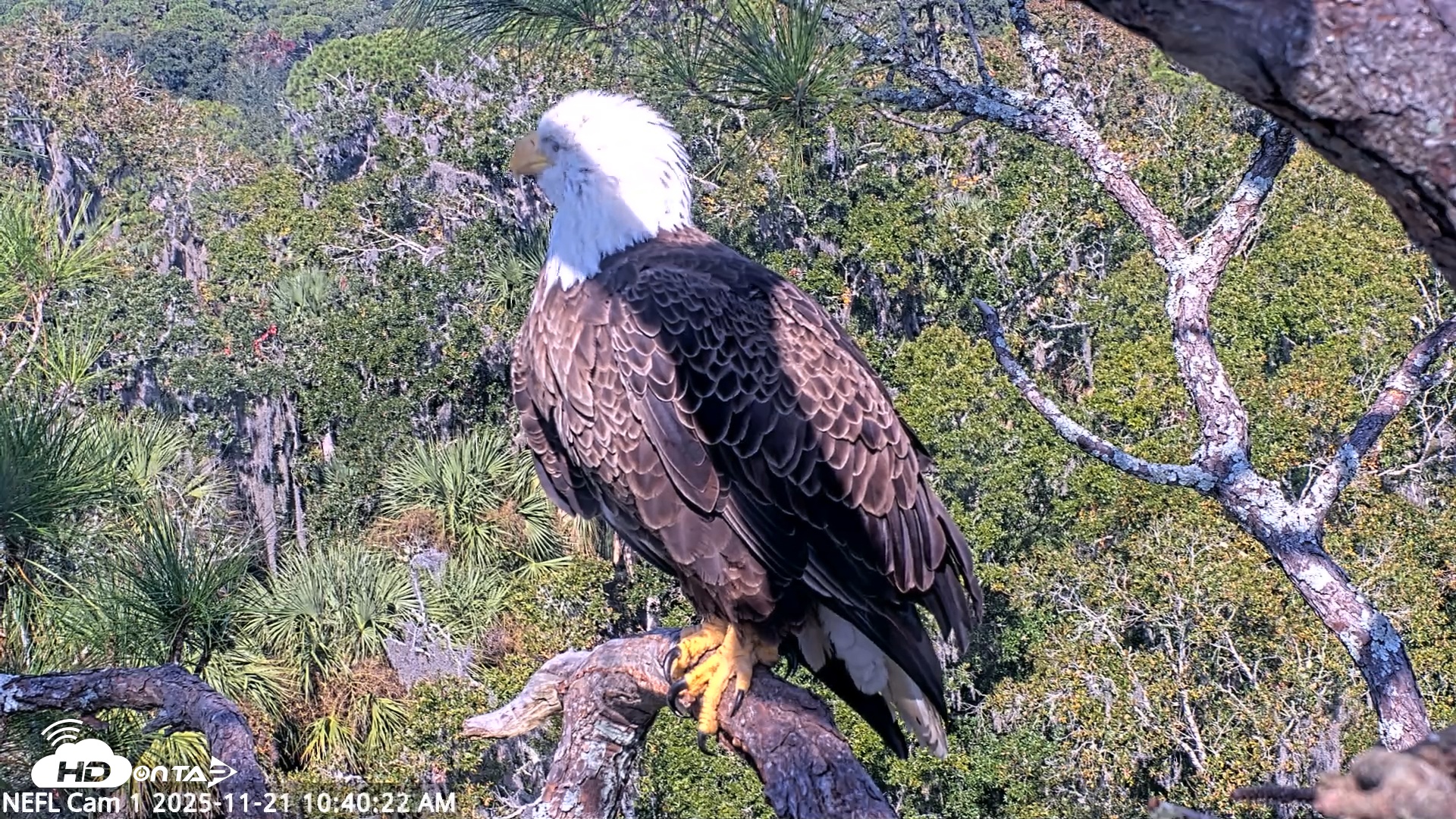 Snapshot of NE Florida Eagles Live Webcam taken Nov 21, 2025, 10:41am EST