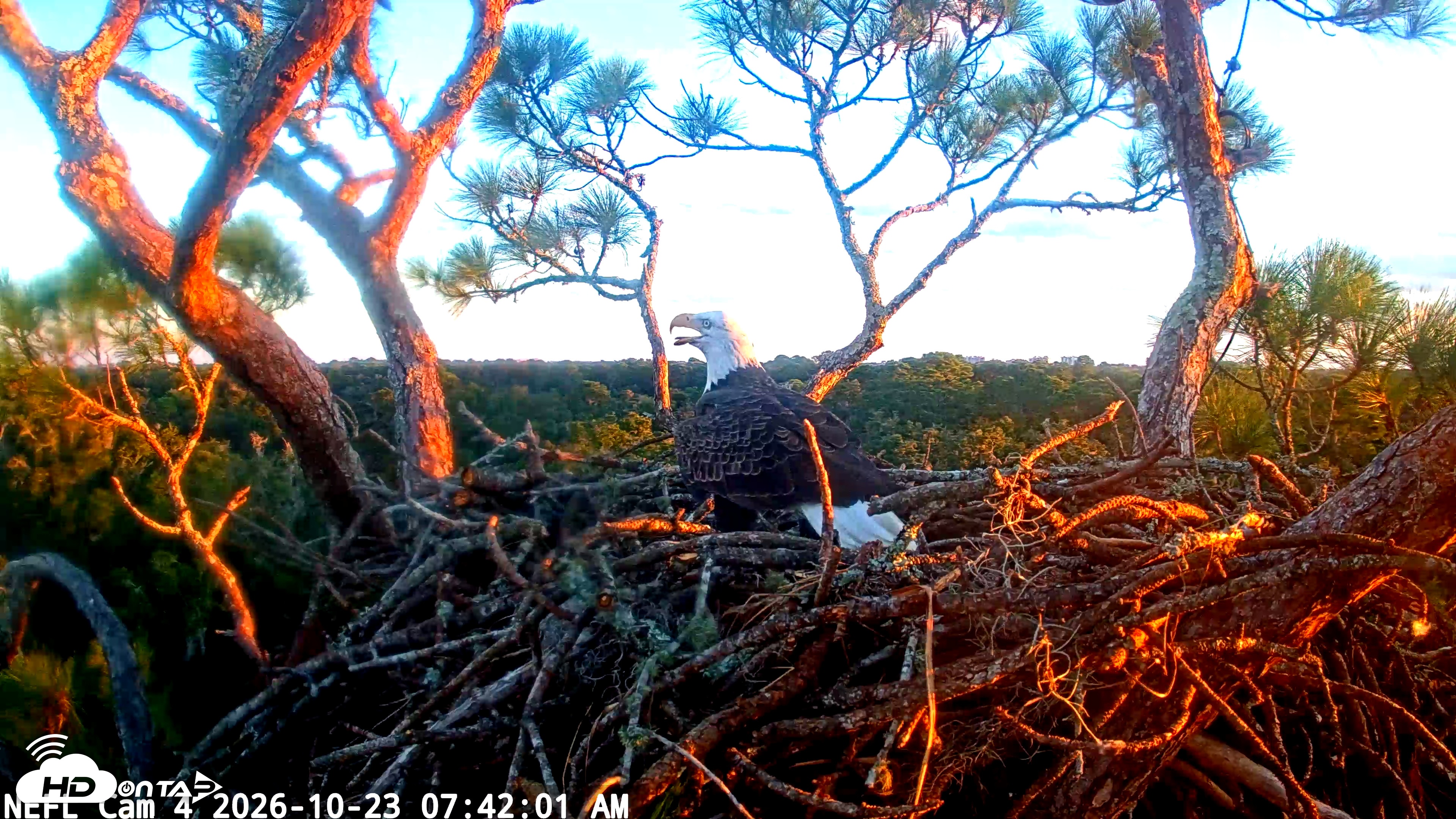Snapshot of NE Florida Eagles Live Webcam taken Oct 23, 2026, 7:43am EDT