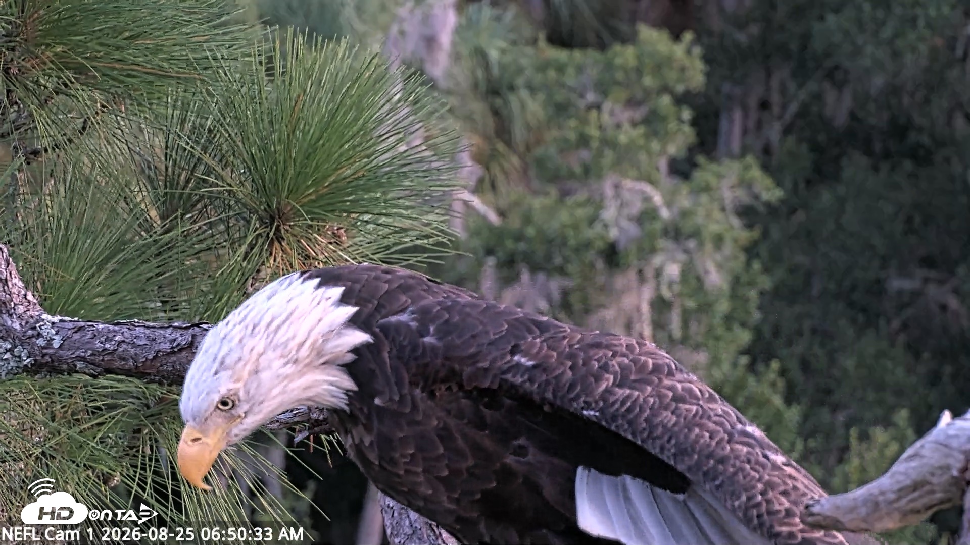Snapshot of NE Florida Eagles Live Webcam taken Aug 25, 2026, 6:51am EDT